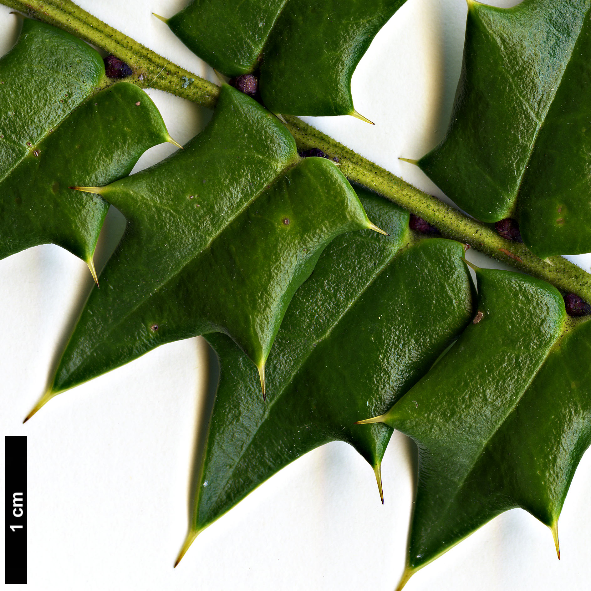 High resolution image: Family: Aquifoliaceae - Genus: Ilex - Taxon: pernyi