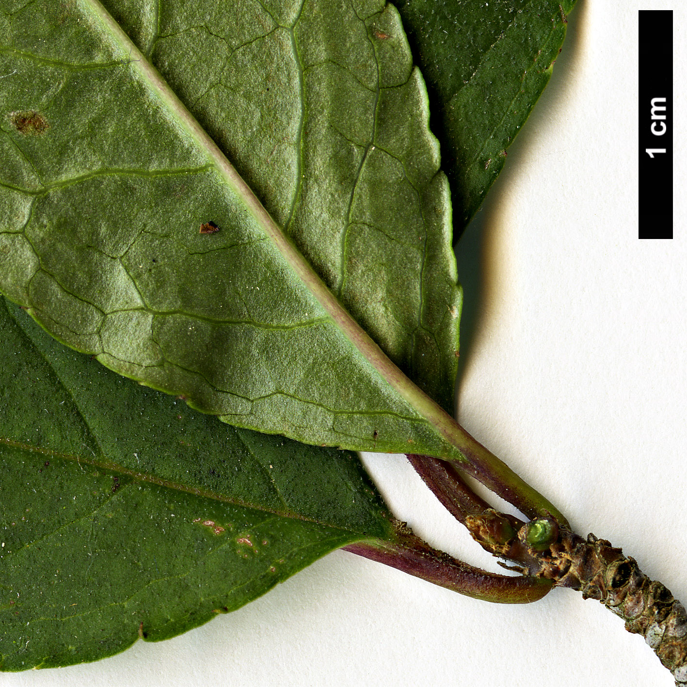 High resolution image: Family: Aquifoliaceae - Genus: Ilex - Taxon: phyllobolos