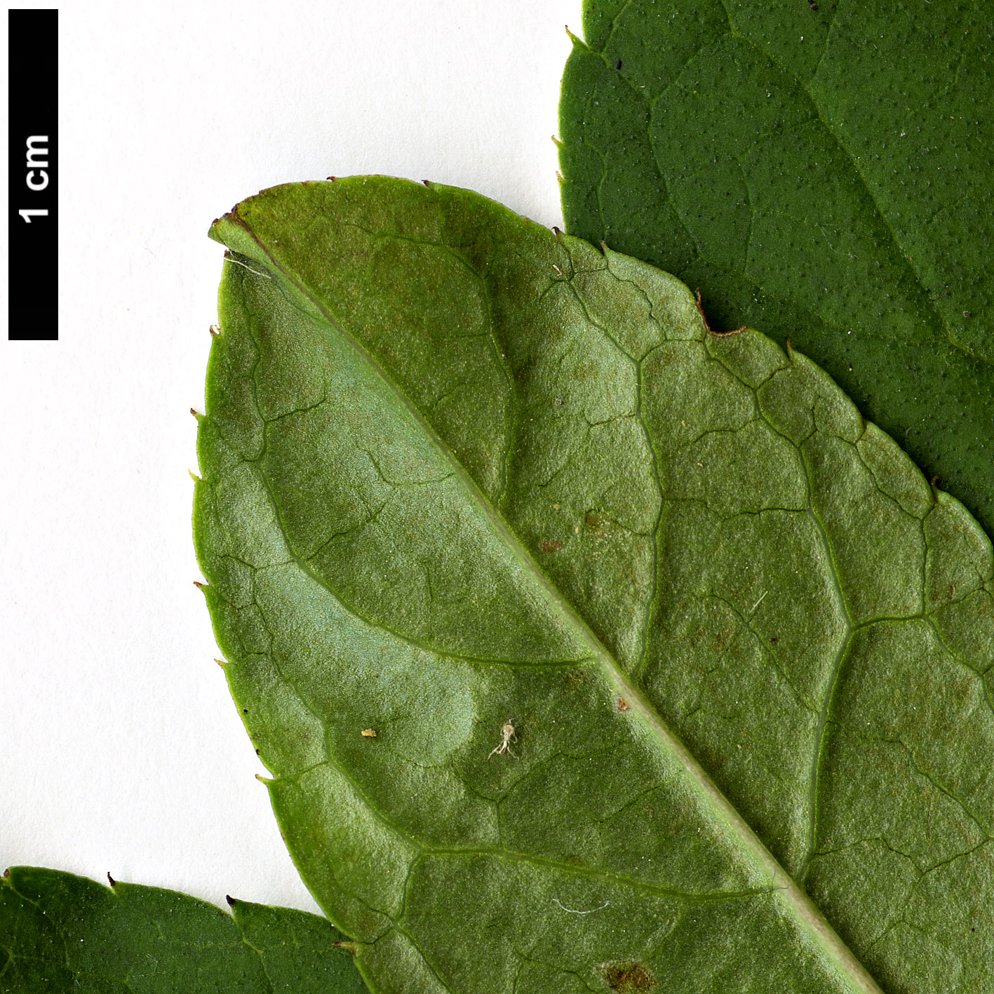 High resolution image: Family: Aquifoliaceae - Genus: Ilex - Taxon: phyllobolos