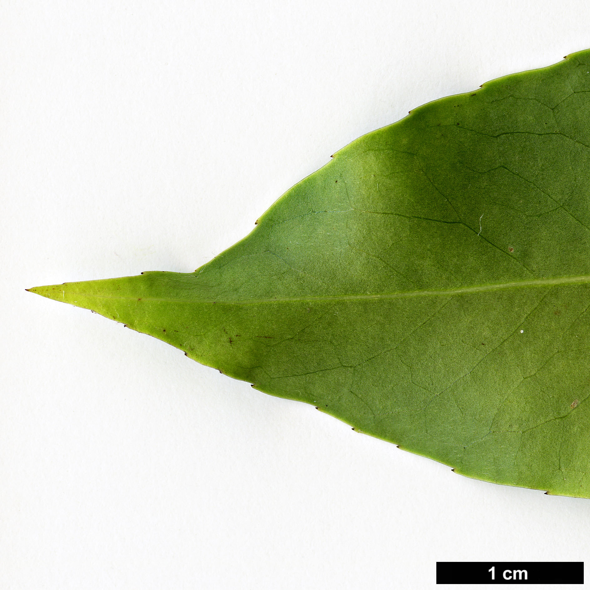 High resolution image: Family: Aquifoliaceae - Genus: Ilex - Taxon: purpurea