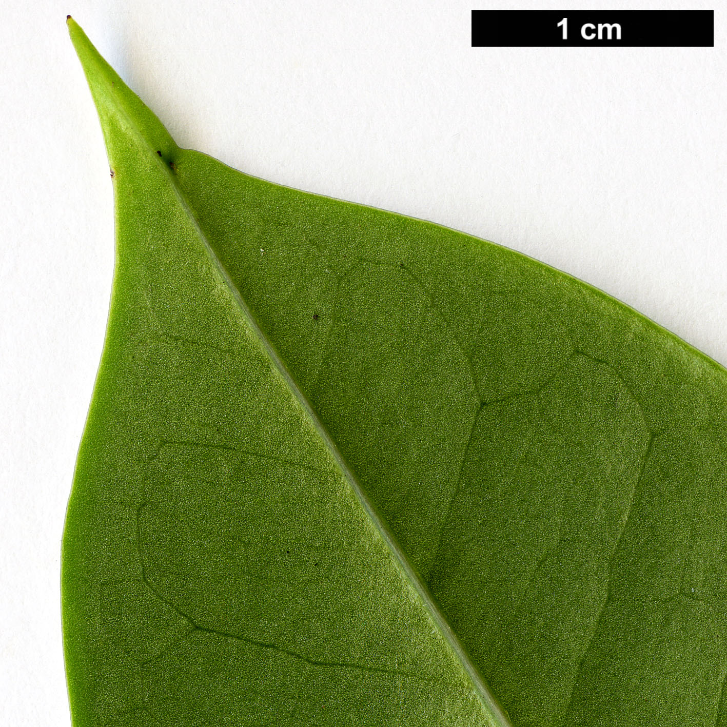 High resolution image: Family: Aquifoliaceae - Genus: Ilex - Taxon: rotunda