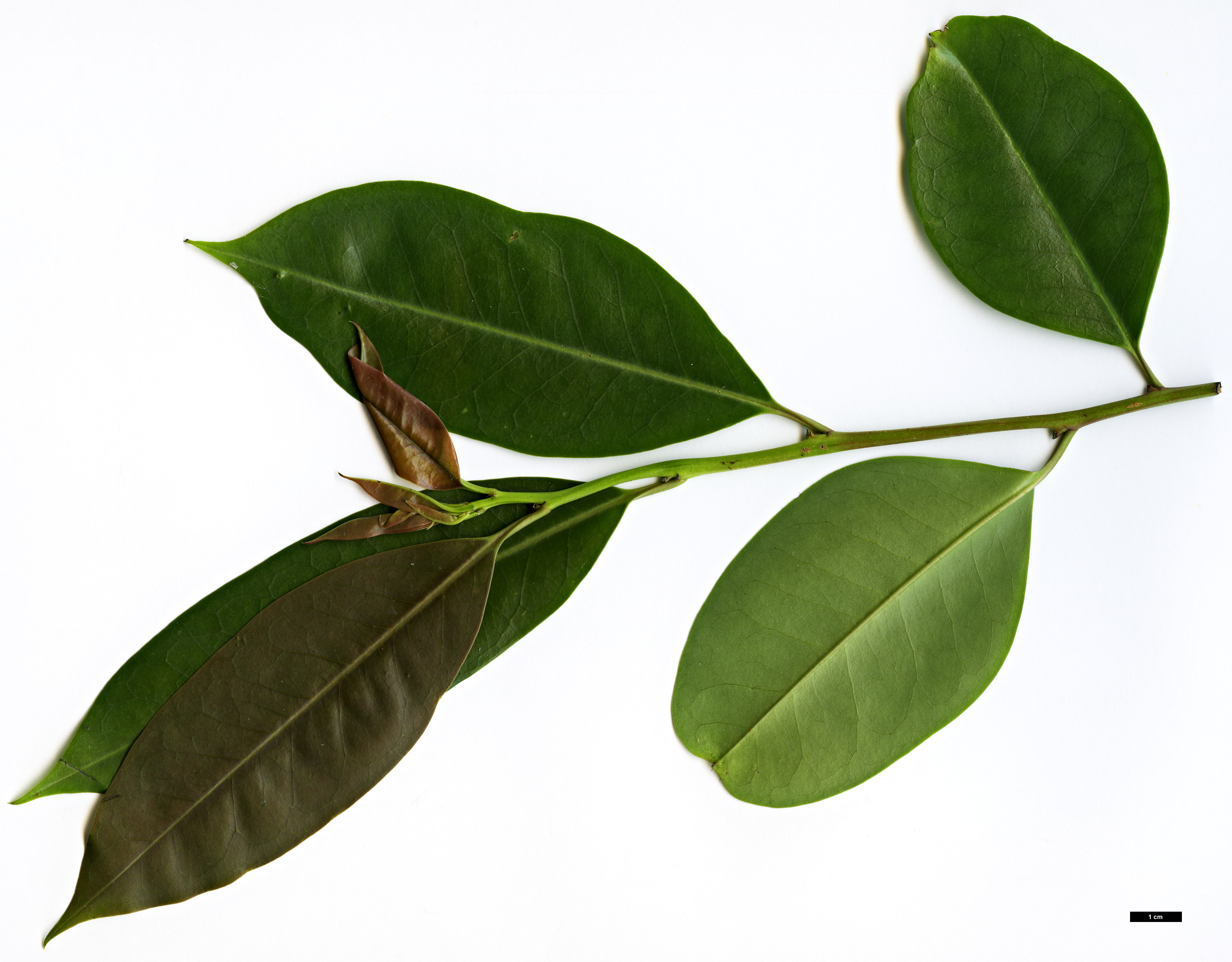 High resolution image: Family: Aquifoliaceae - Genus: Ilex - Taxon: rotunda