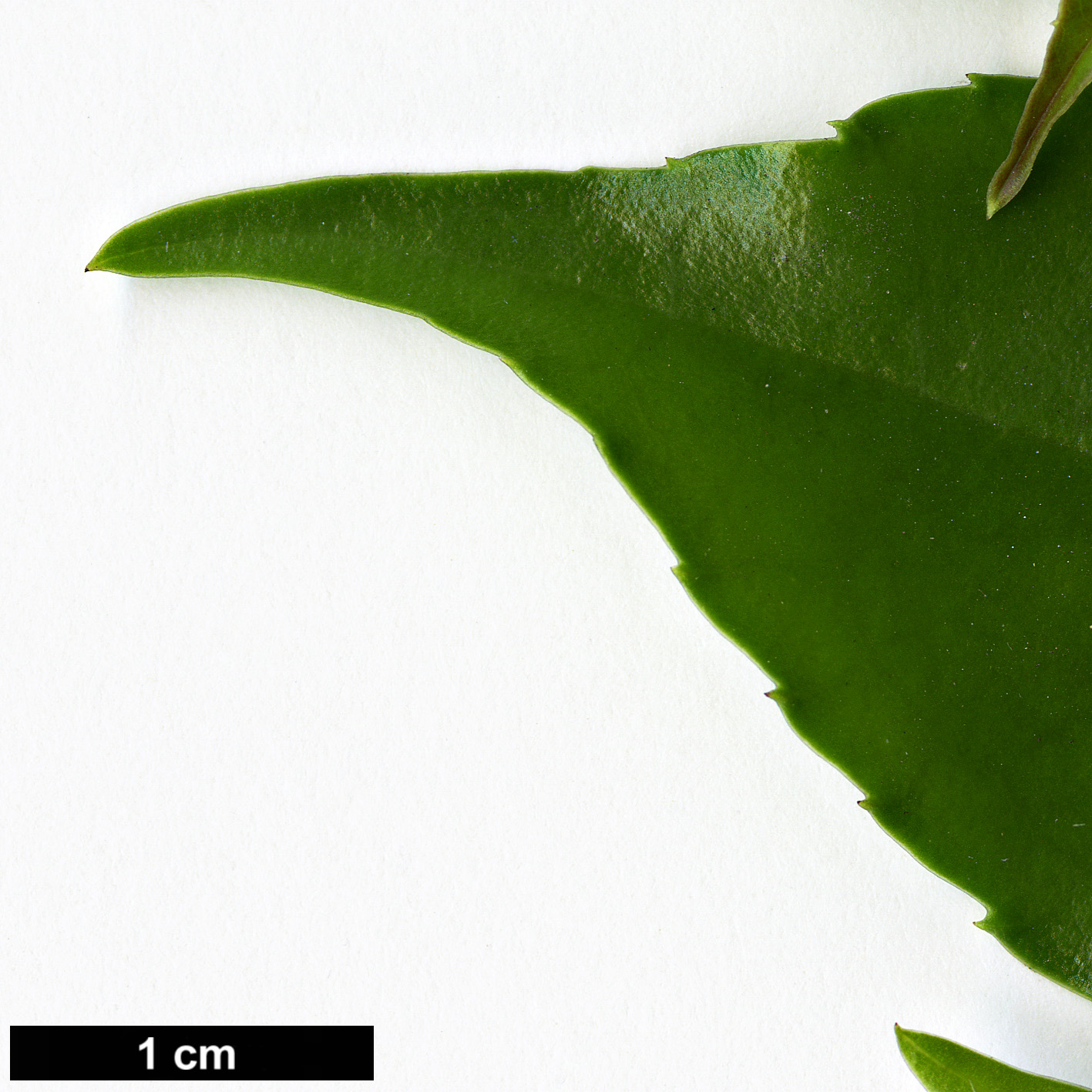 High resolution image: Family: Aquifoliaceae - Genus: Ilex - Taxon: rotunda