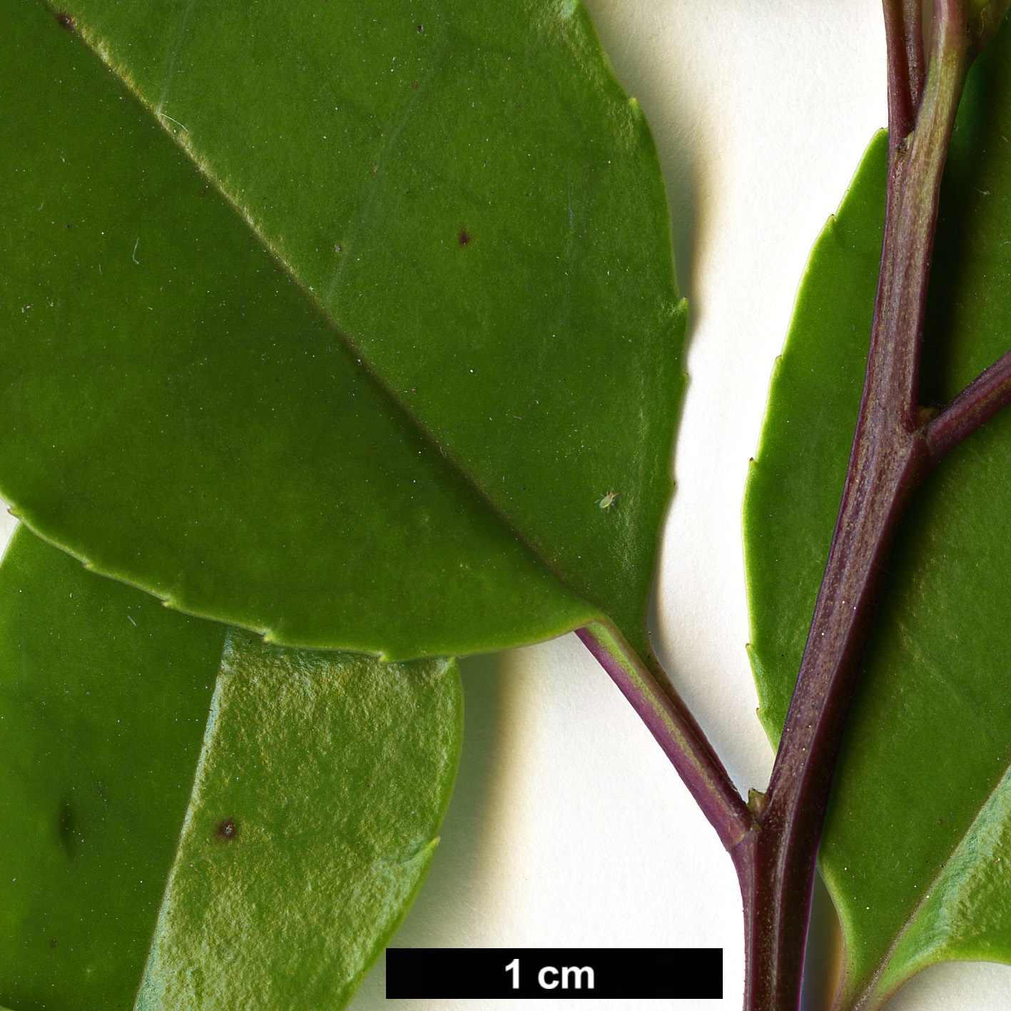 High resolution image: Family: Aquifoliaceae - Genus: Ilex - Taxon: rotunda