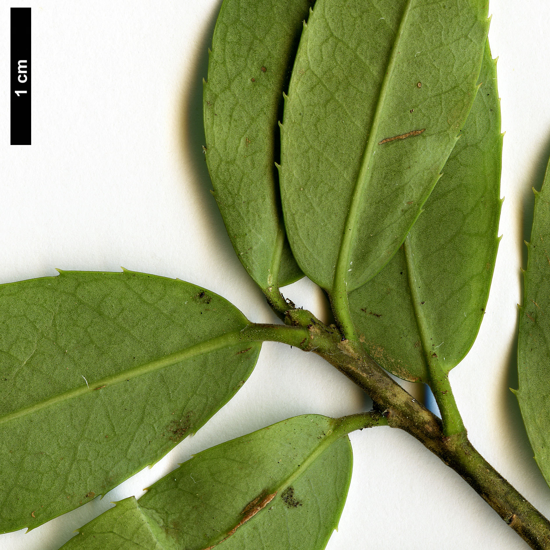 High resolution image: Family: Aquifoliaceae - Genus: Ilex - Taxon: rubra