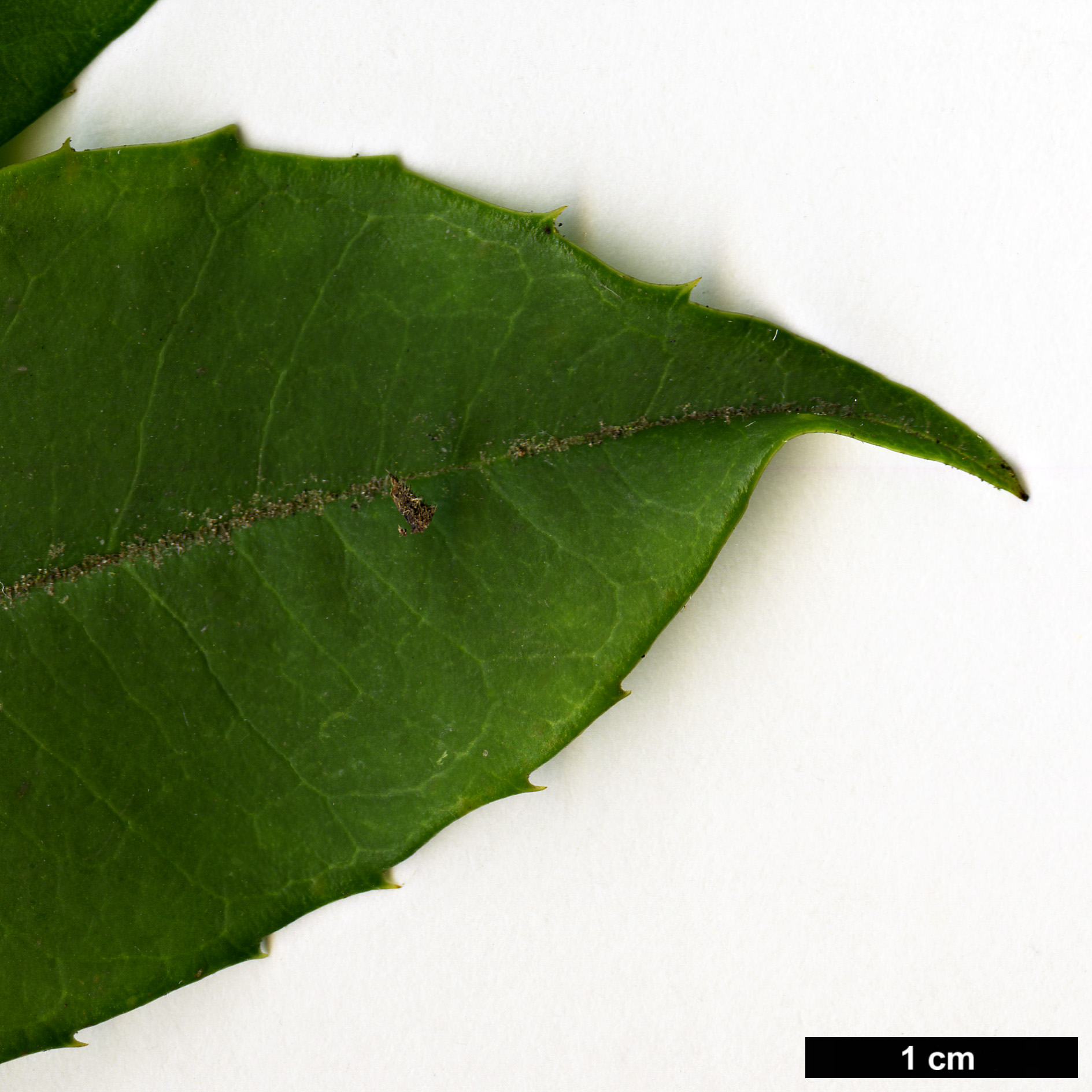 High resolution image: Family: Aquifoliaceae - Genus: Ilex - Taxon: rubra