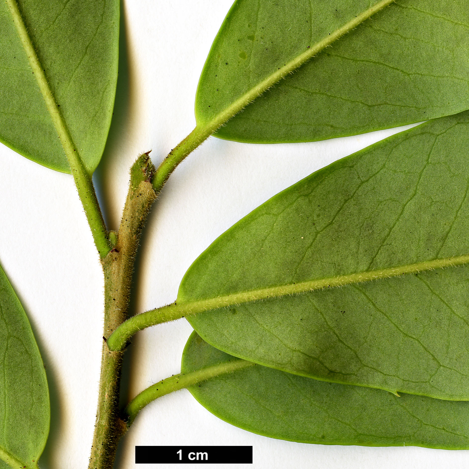 High resolution image: Family: Aquifoliaceae - Genus: Ilex - Taxon: rubra