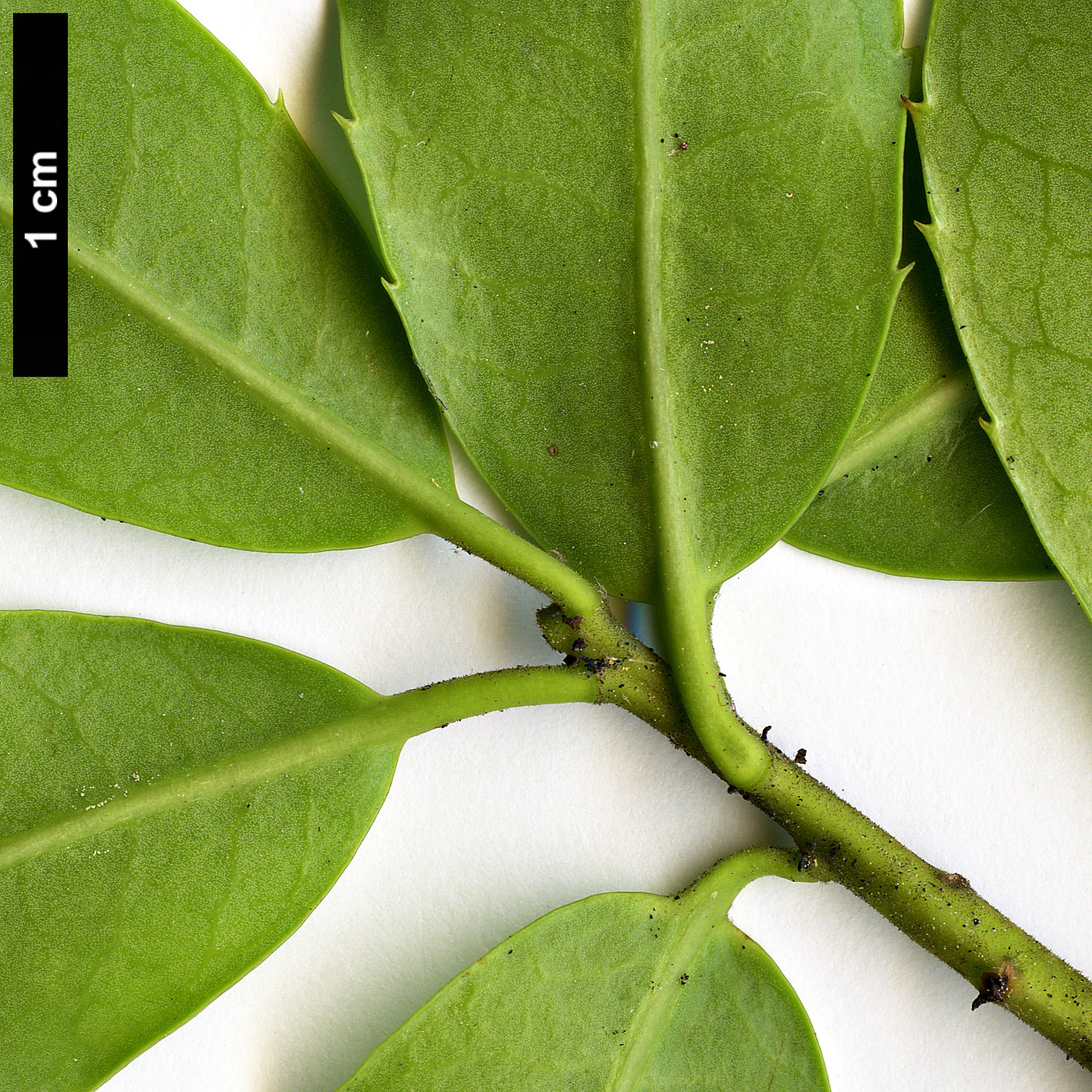 High resolution image: Family: Aquifoliaceae - Genus: Ilex - Taxon: rubra