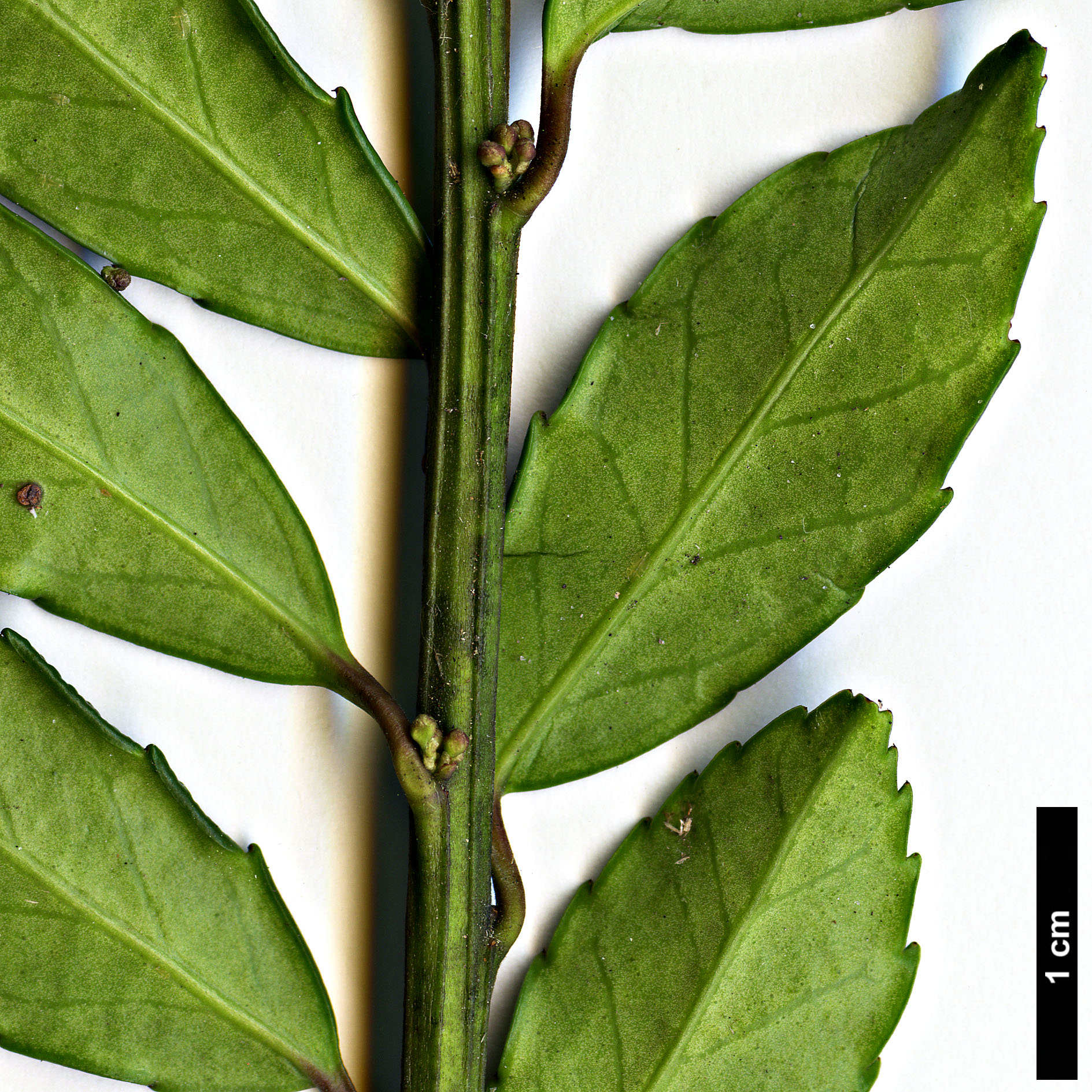 High resolution image: Family: Aquifoliaceae - Genus: Ilex - Taxon: rugosa