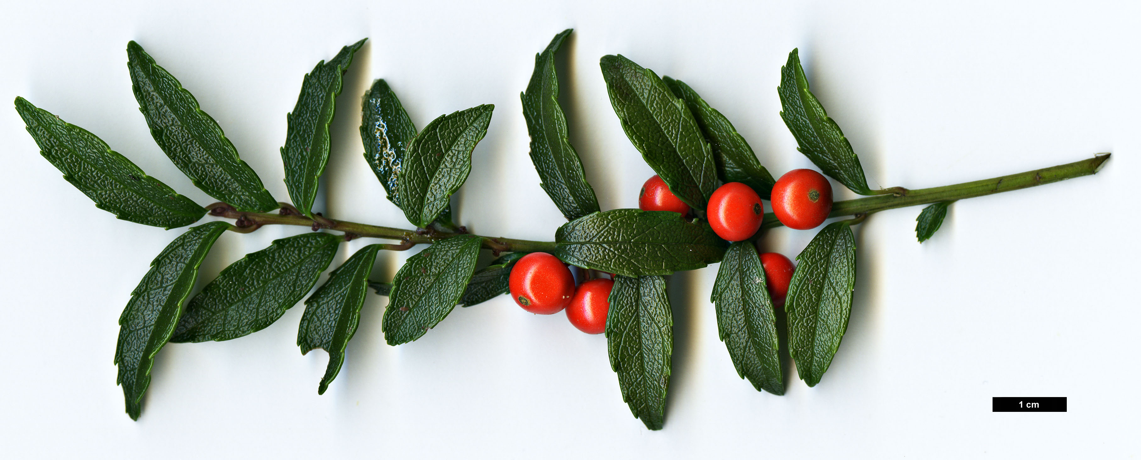 High resolution image: Family: Aquifoliaceae - Genus: Ilex - Taxon: rugosa