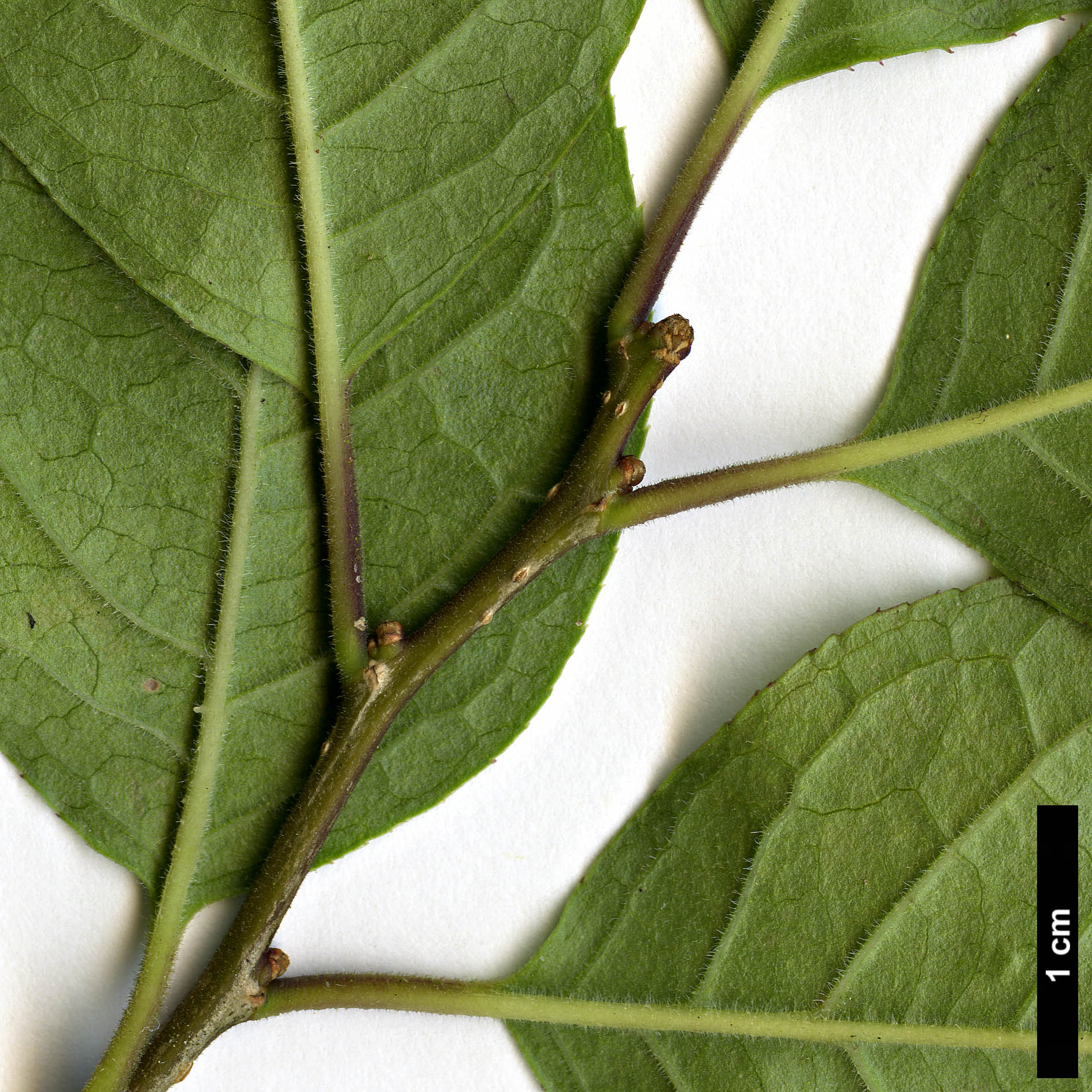 High resolution image: Family: Aquifoliaceae - Genus: Ilex - Taxon: serrata