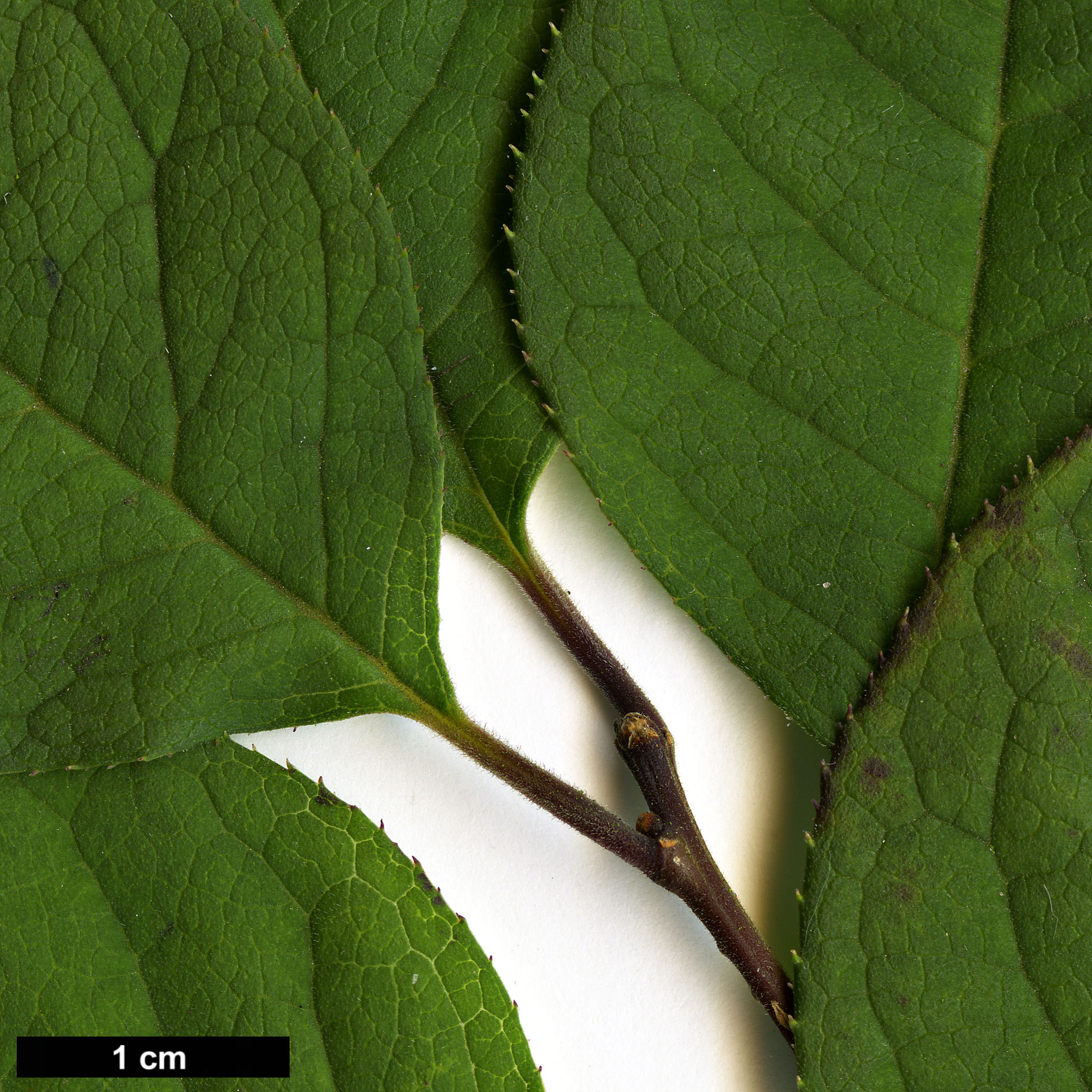 High resolution image: Family: Aquifoliaceae - Genus: Ilex - Taxon: serrata