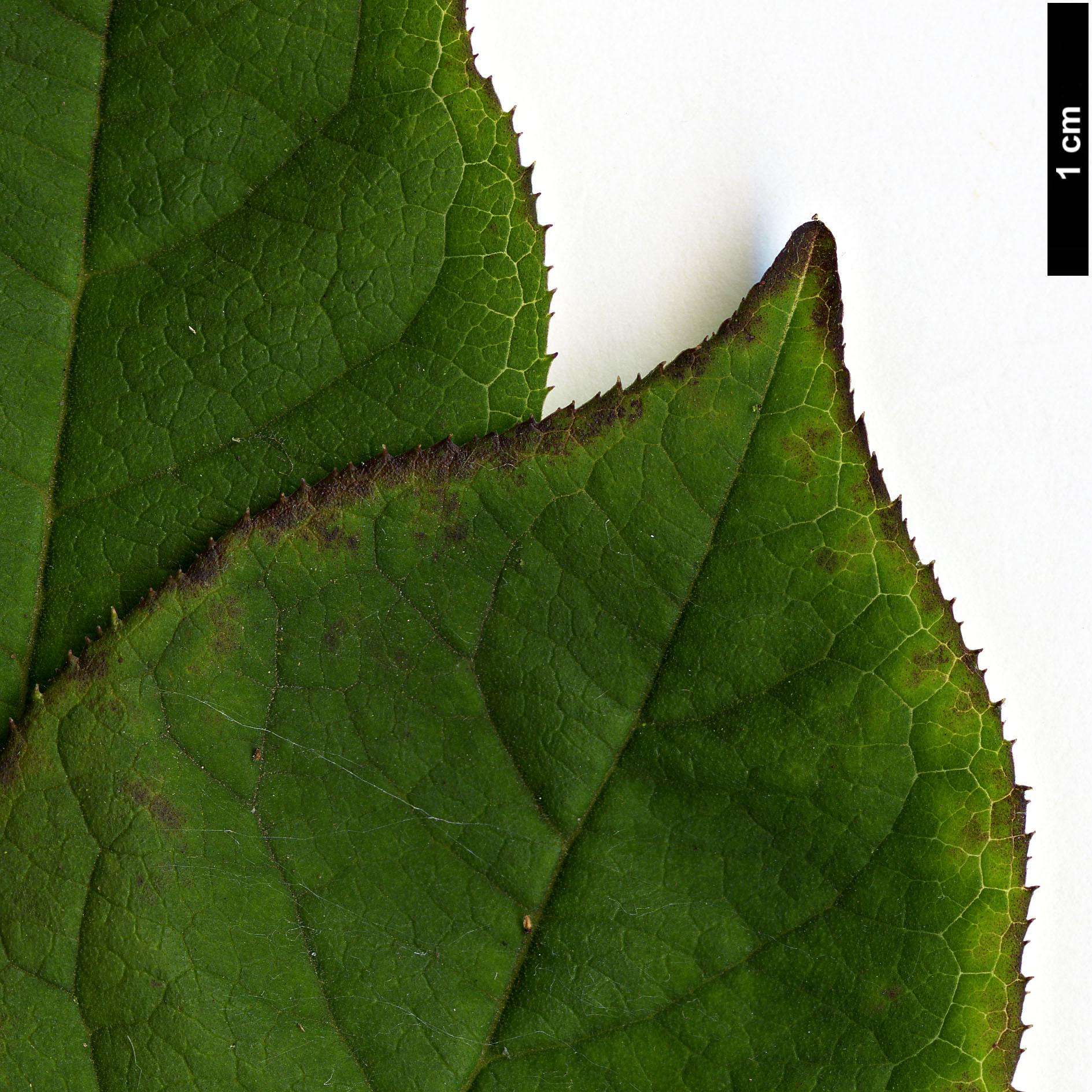 High resolution image: Family: Aquifoliaceae - Genus: Ilex - Taxon: serrata