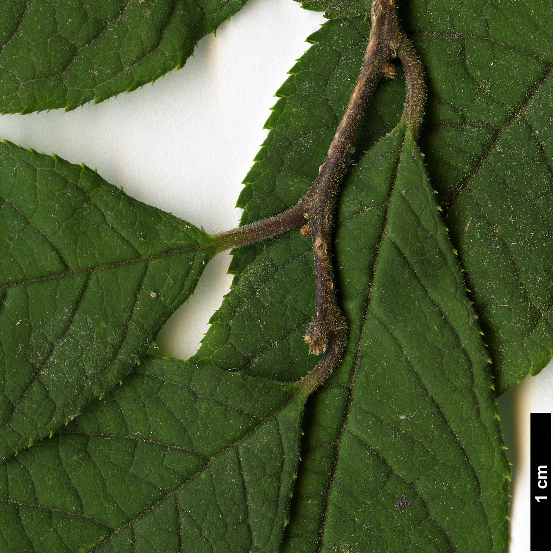 High resolution image: Family: Aquifoliaceae - Genus: Ilex - Taxon: serrata