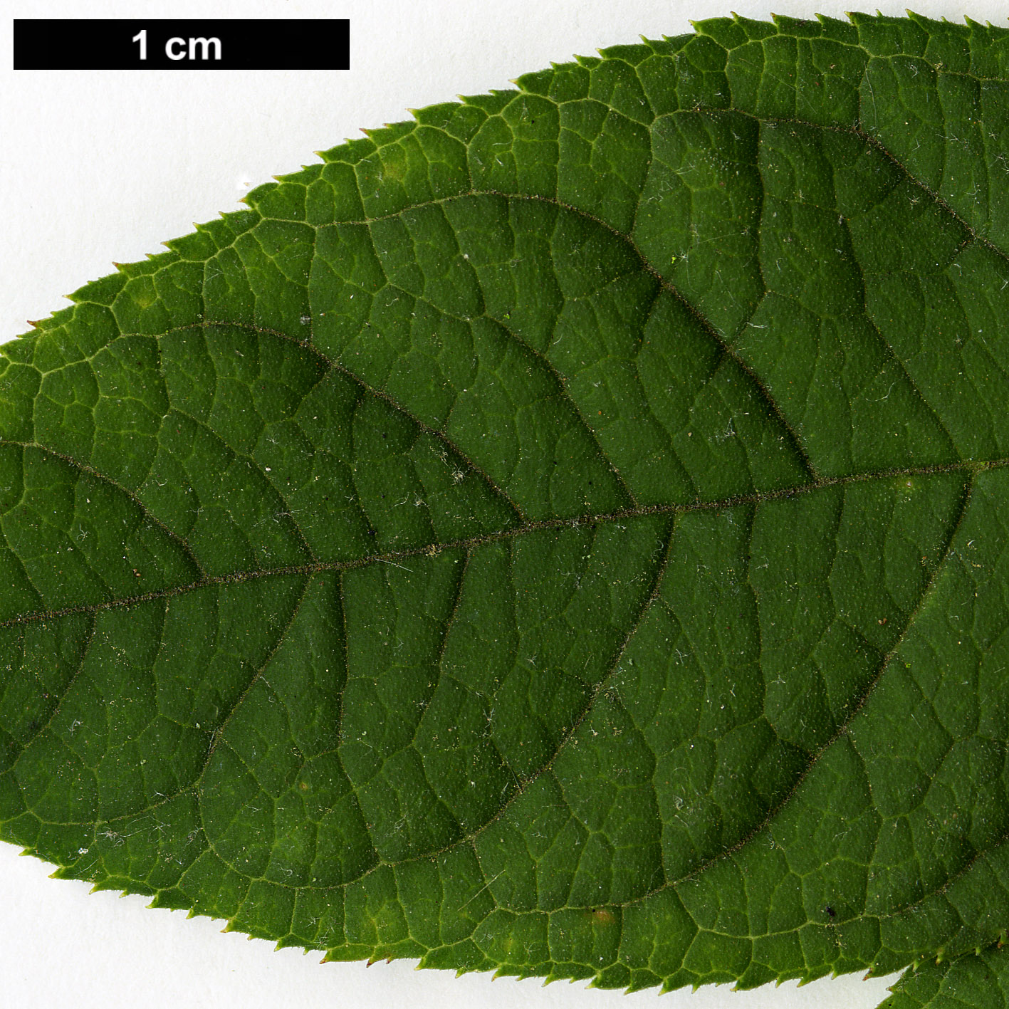 High resolution image: Family: Aquifoliaceae - Genus: Ilex - Taxon: serrata