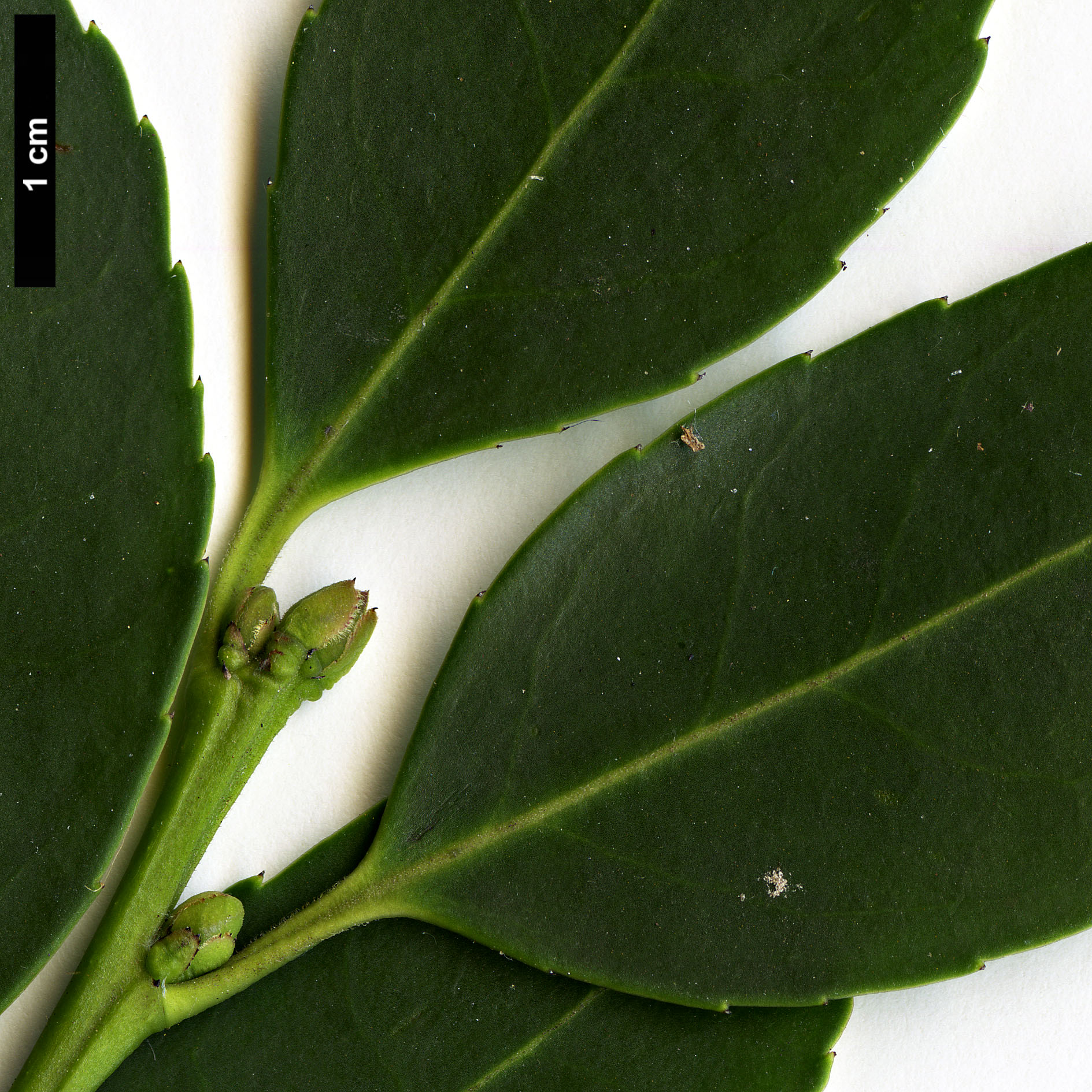 High resolution image: Family: Aquifoliaceae - Genus: Ilex - Taxon: shennongjiaensis