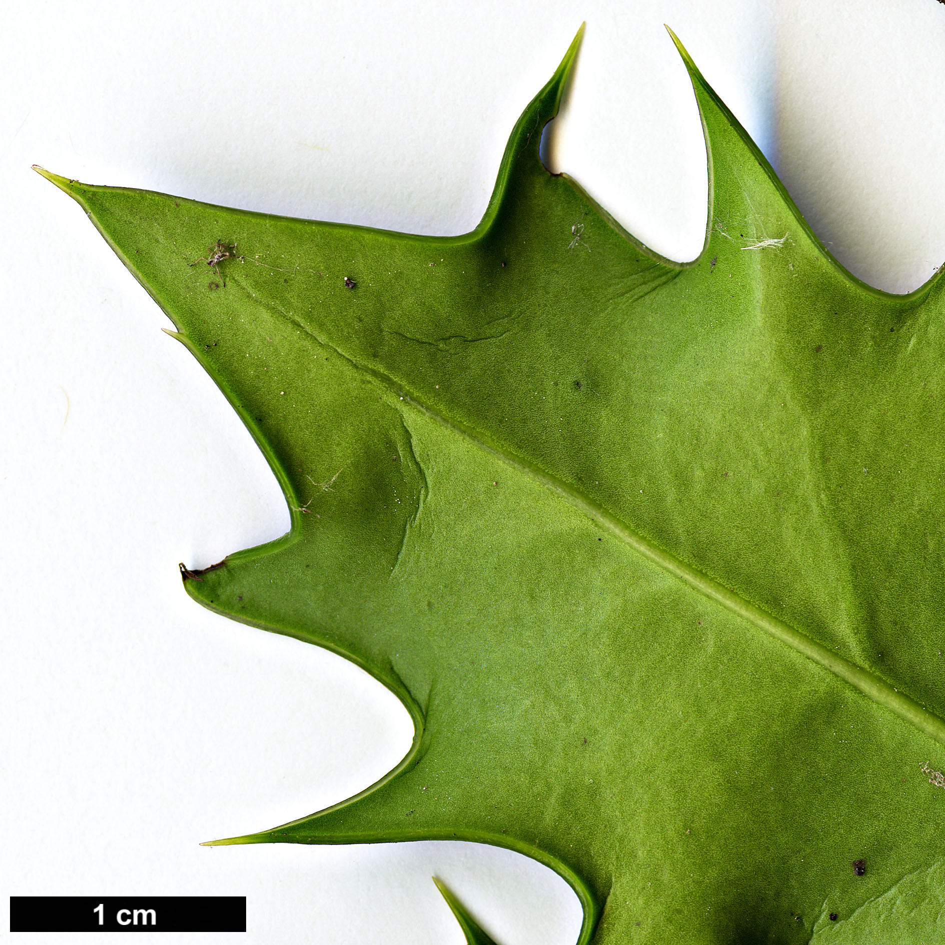 High resolution image: Family: Aquifoliaceae - Genus: Ilex - Taxon: spinigera