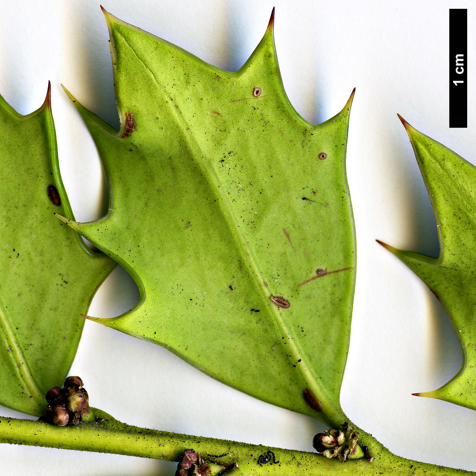 High resolution image: Family: Aquifoliaceae - Genus: Ilex - Taxon: spinigera