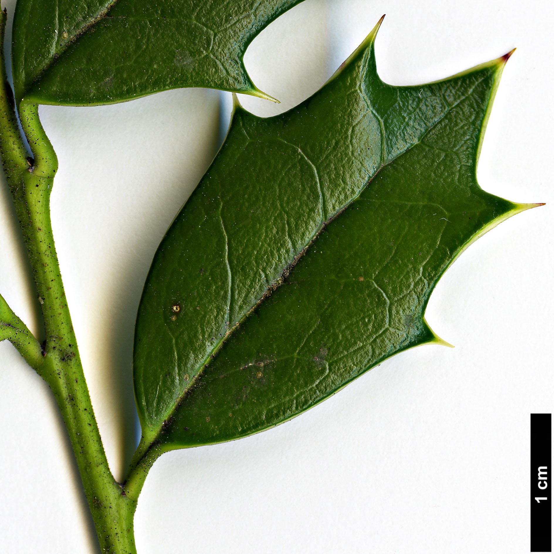 High resolution image: Family: Aquifoliaceae - Genus: Ilex - Taxon: spinigera