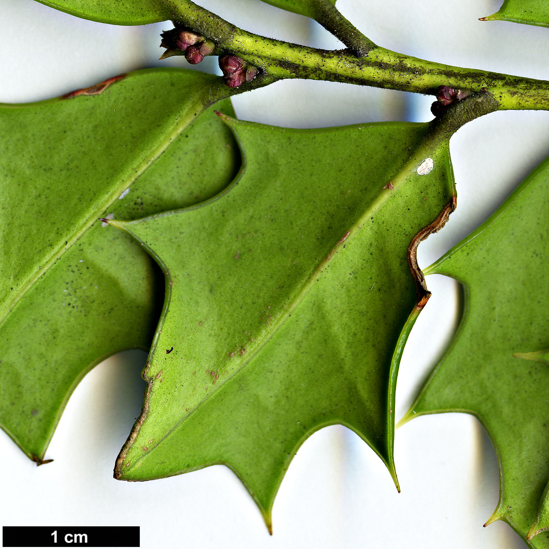 High resolution image: Family: Aquifoliaceae - Genus: Ilex - Taxon: spinigera