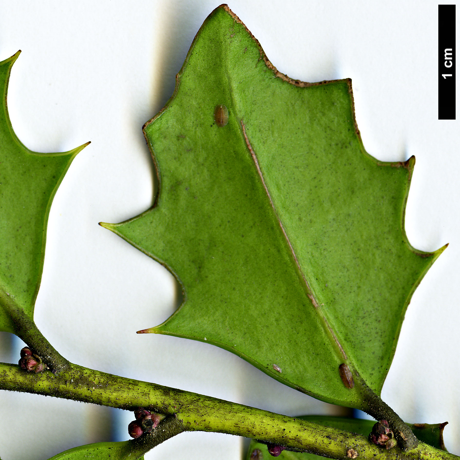 High resolution image: Family: Aquifoliaceae - Genus: Ilex - Taxon: spinigera