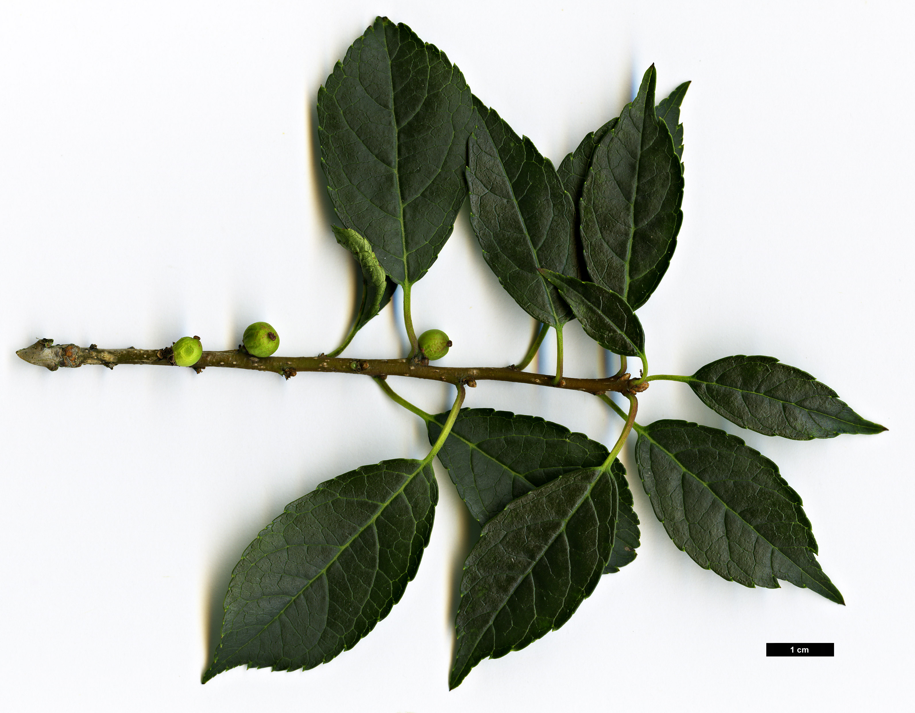 High resolution image: Family: Aquifoliaceae - Genus: Ilex - Taxon: verticillata