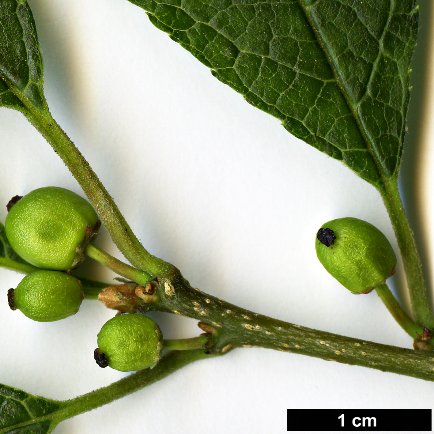 High resolution image: Family: Aquifoliaceae - Genus: Ilex - Taxon: verticillata