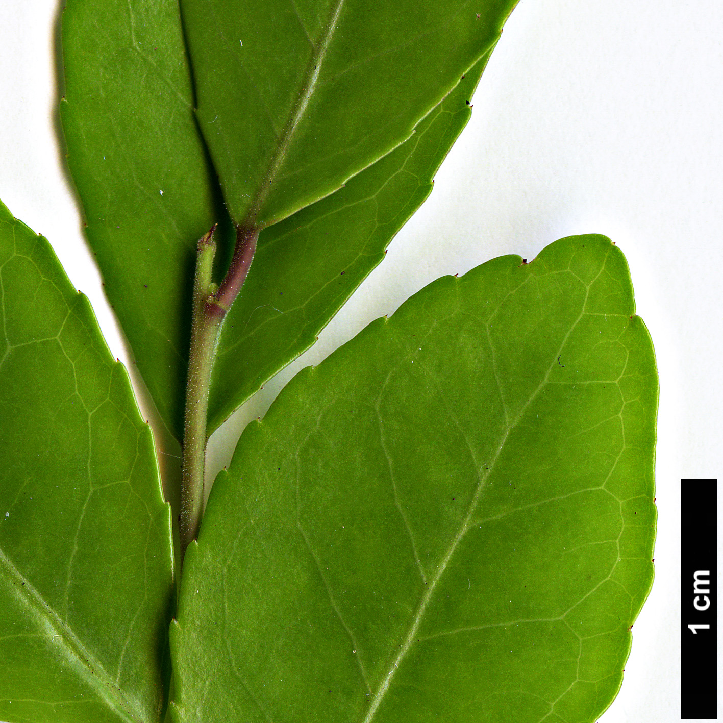 High resolution image: Family: Aquifoliaceae - Genus: Ilex - Taxon: vomitoria