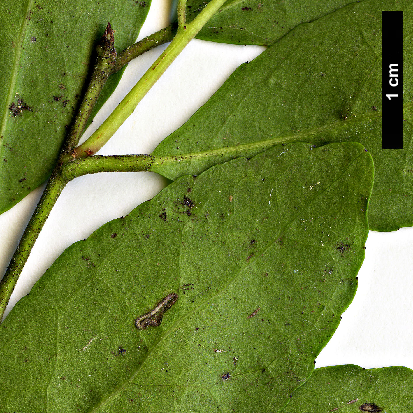 High resolution image: Family: Aquifoliaceae - Genus: Ilex - Taxon: vomitoria