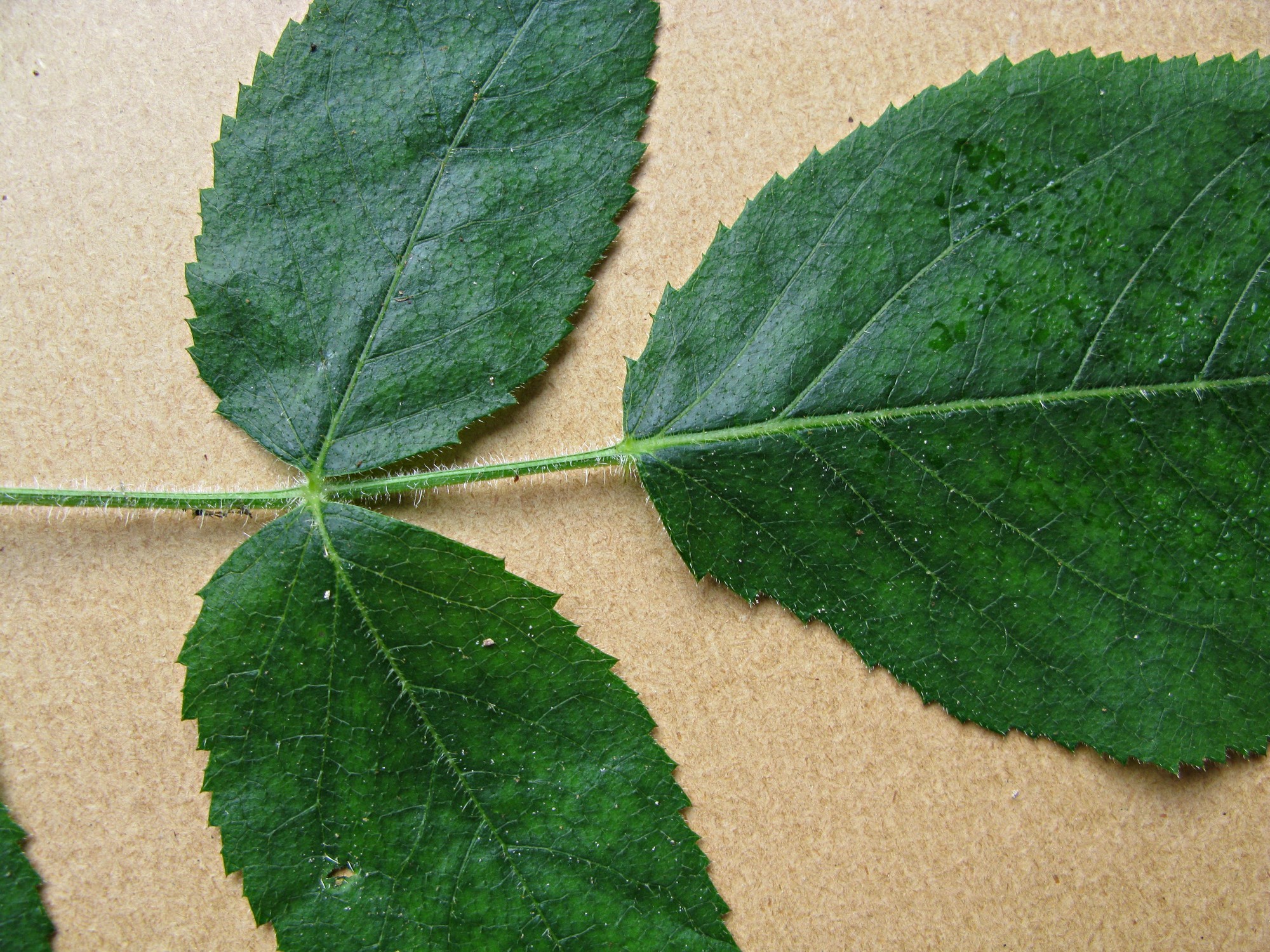 High resolution image: Family: Araliaceae - Genus: Aralia - Taxon: echinocaulis