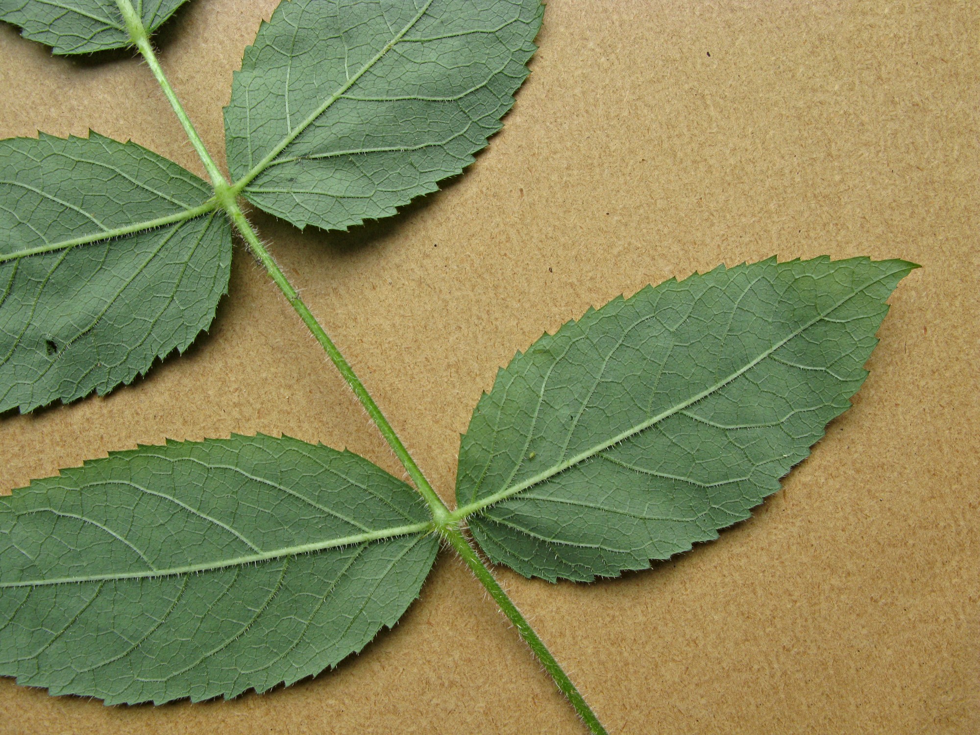 High resolution image: Family: Araliaceae - Genus: Aralia - Taxon: echinocaulis