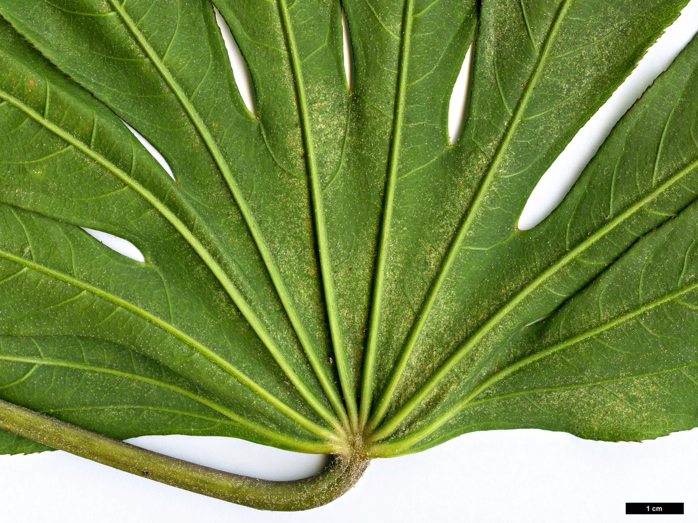 High resolution image: Family: Araliaceae - Genus: Brassaiopsis - Taxon: bodinieri