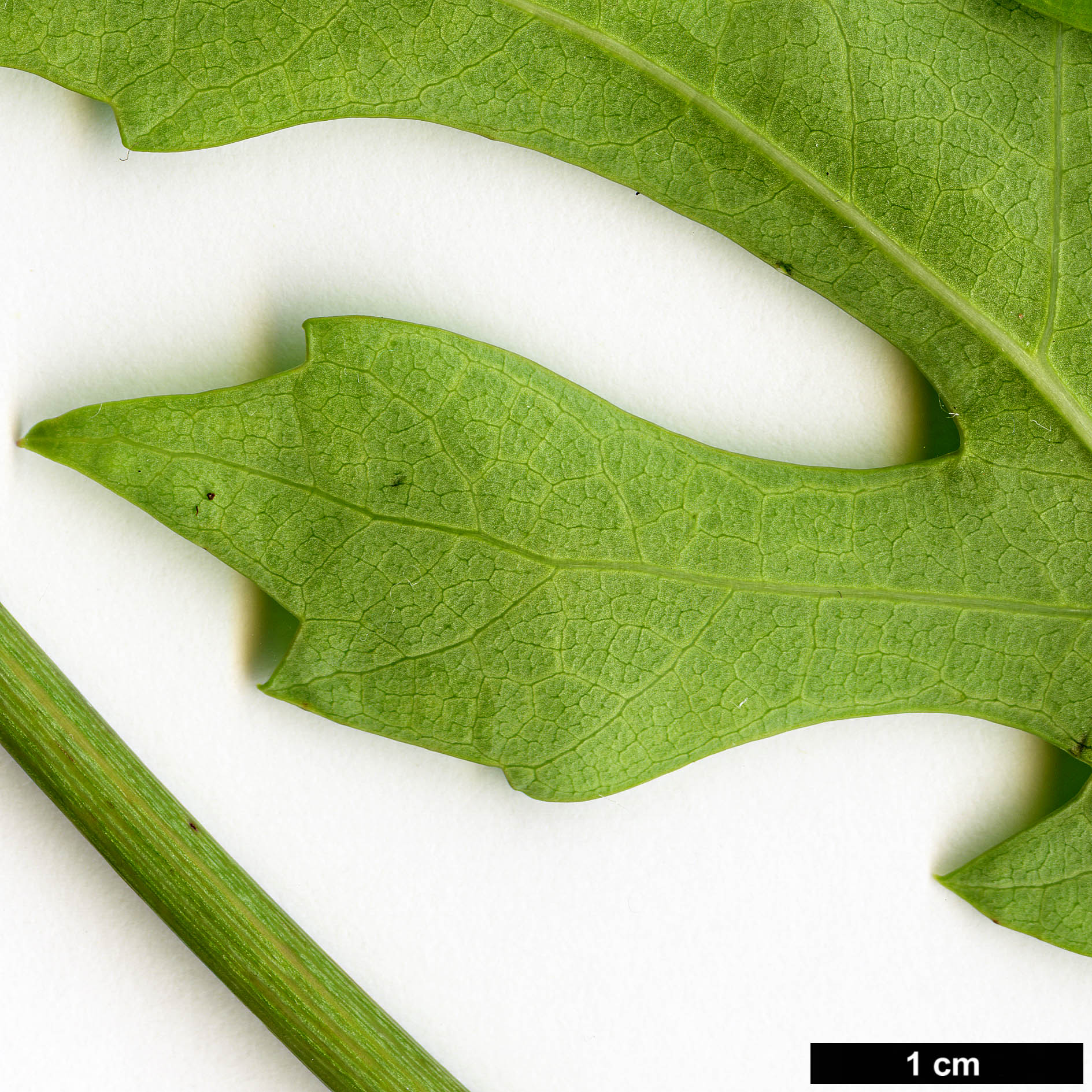 High resolution image: Family: Araliaceae - Genus: Cussonia - Taxon: paniculata