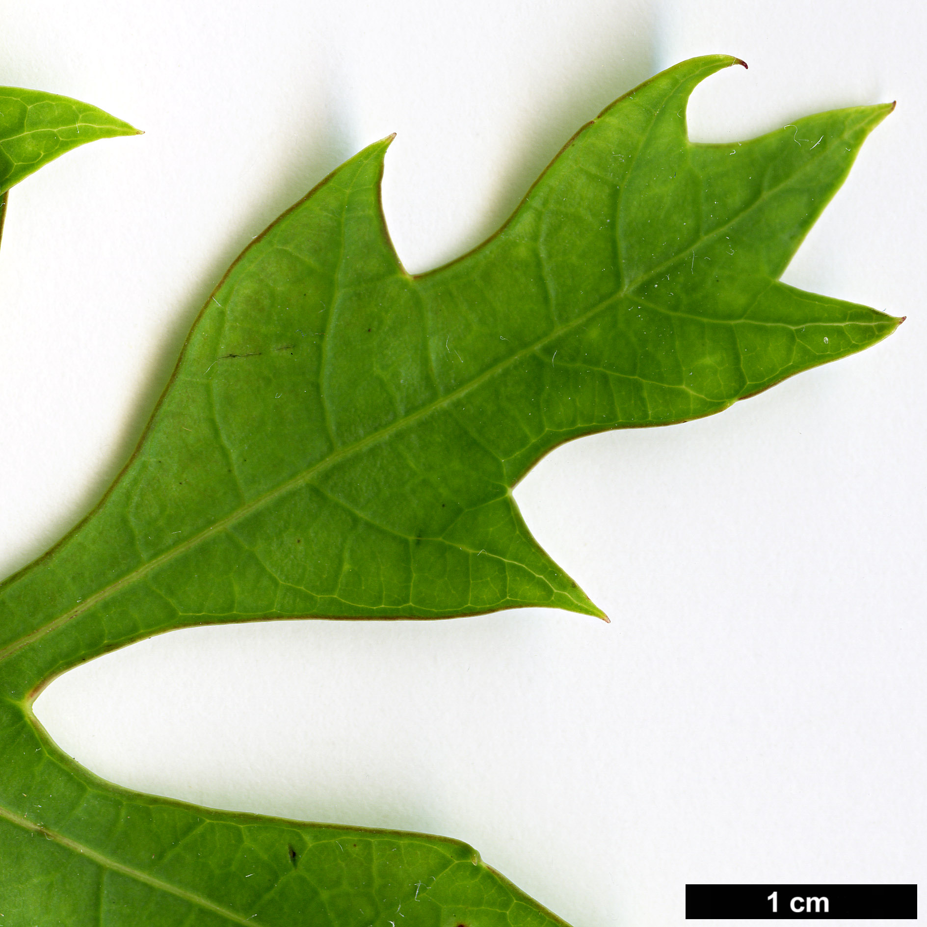 High resolution image: Family: Araliaceae - Genus: Cussonia - Taxon: paniculata