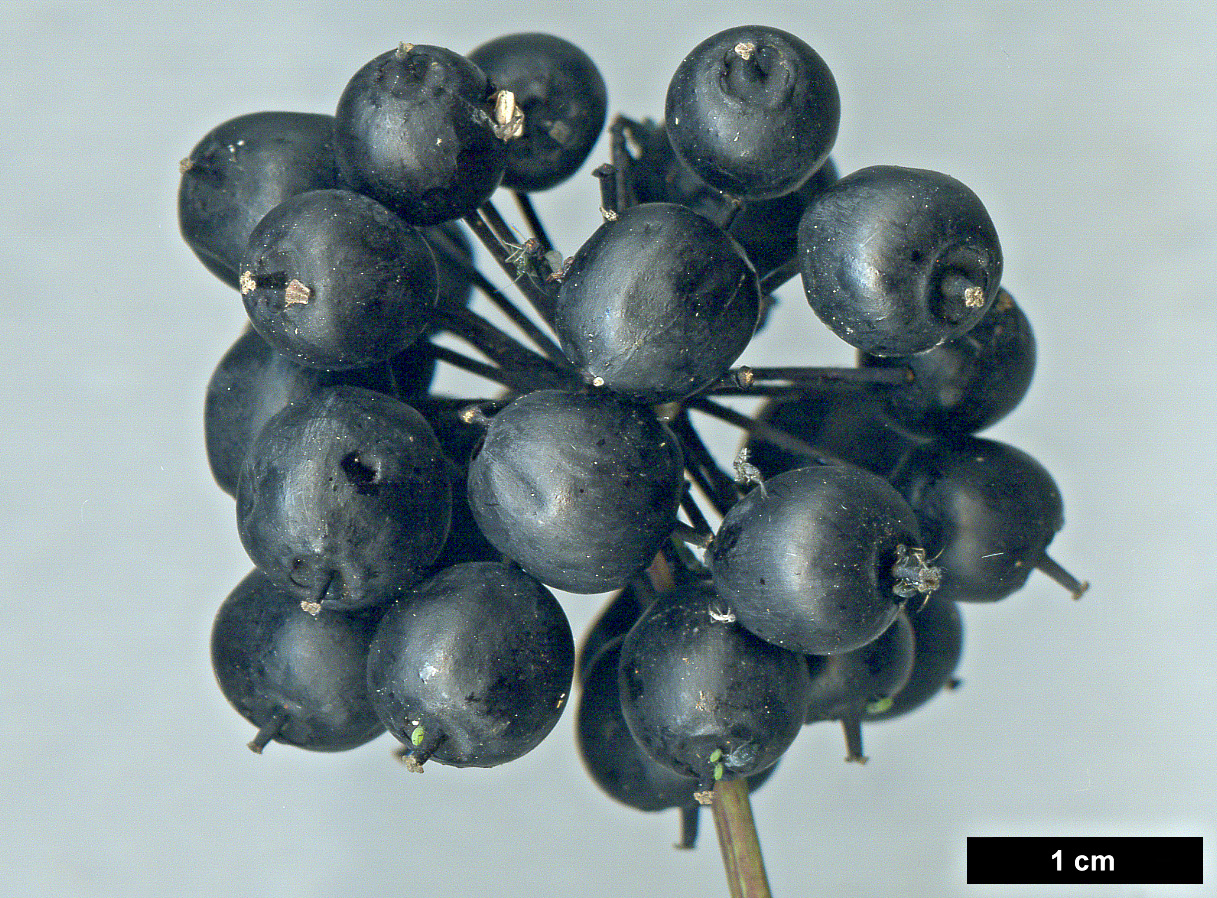 High resolution image: Family: Araliaceae - Genus: Eleutherococcus - Taxon: henryi