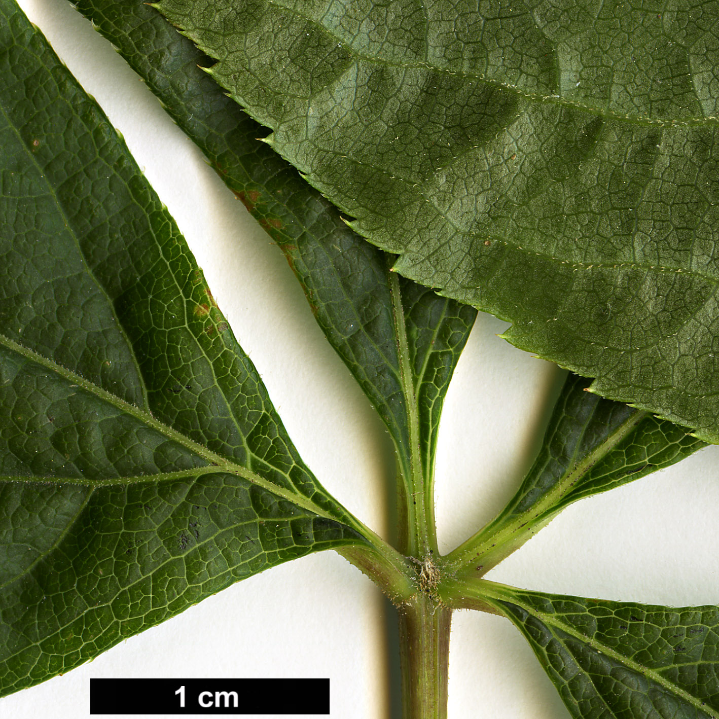 High resolution image: Family: Araliaceae - Genus: Eleutherococcus - Taxon: sessiliflorus