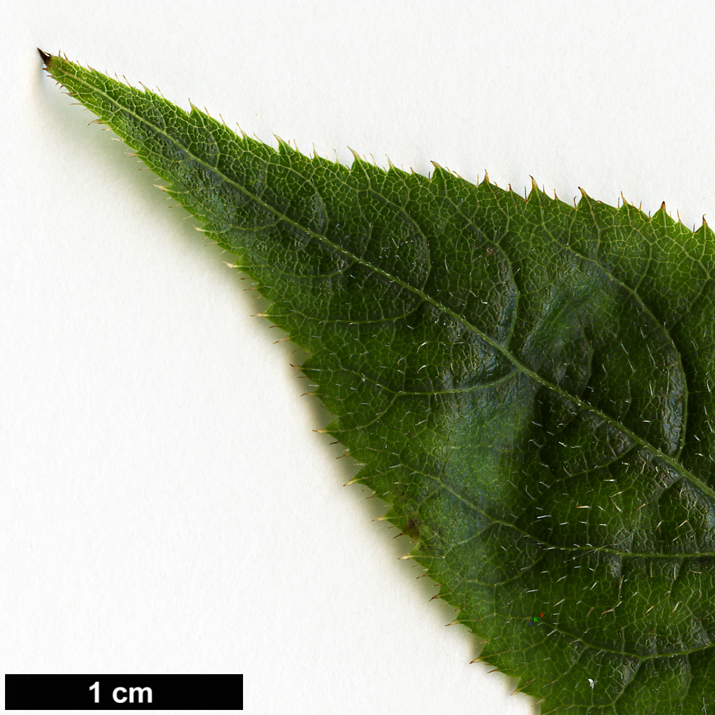 High resolution image: Family: Araliaceae - Genus: Eleutherococcus - Taxon: simonii