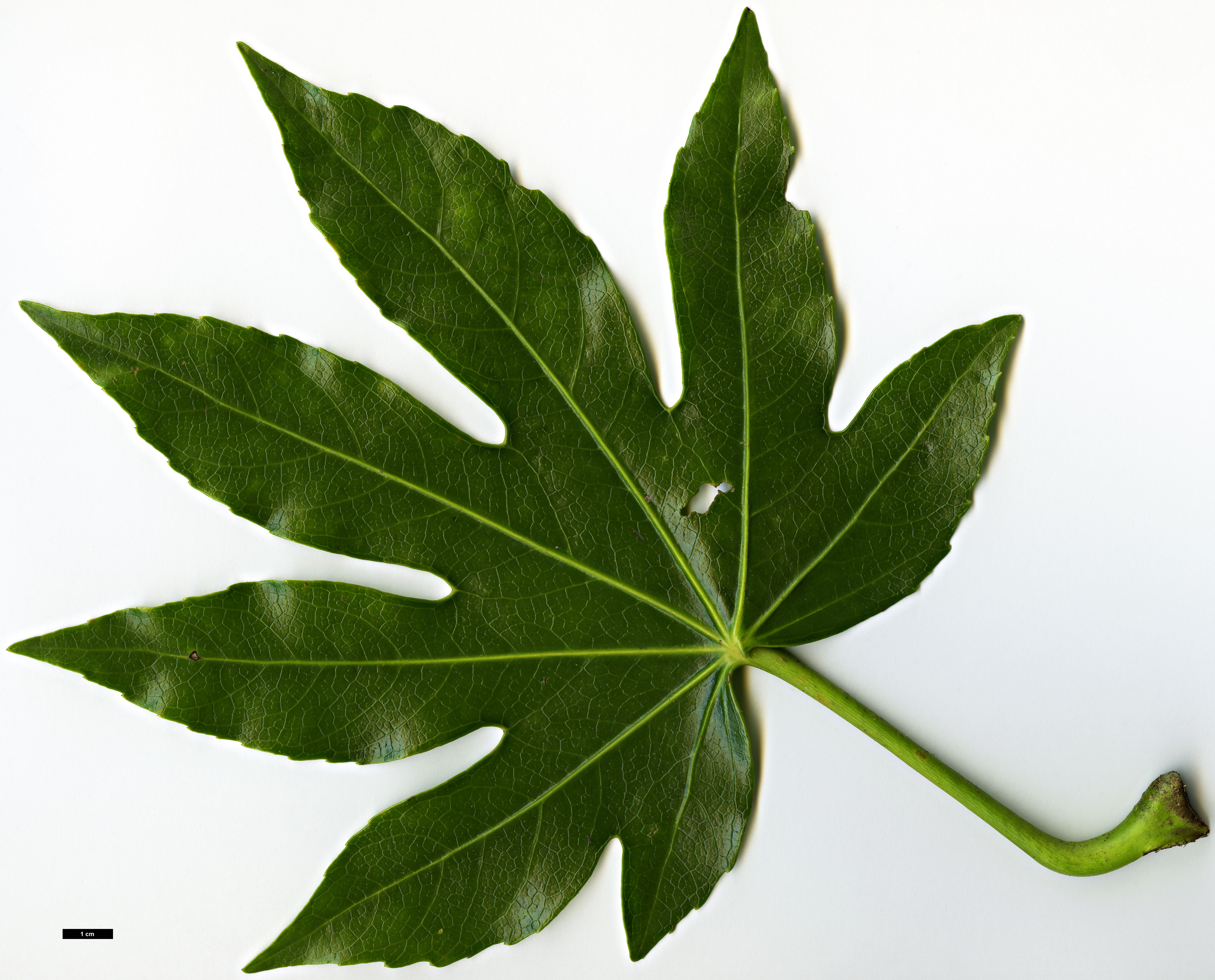 High resolution image: Family: Araliaceae - Genus: Fatsia - Taxon: japonica