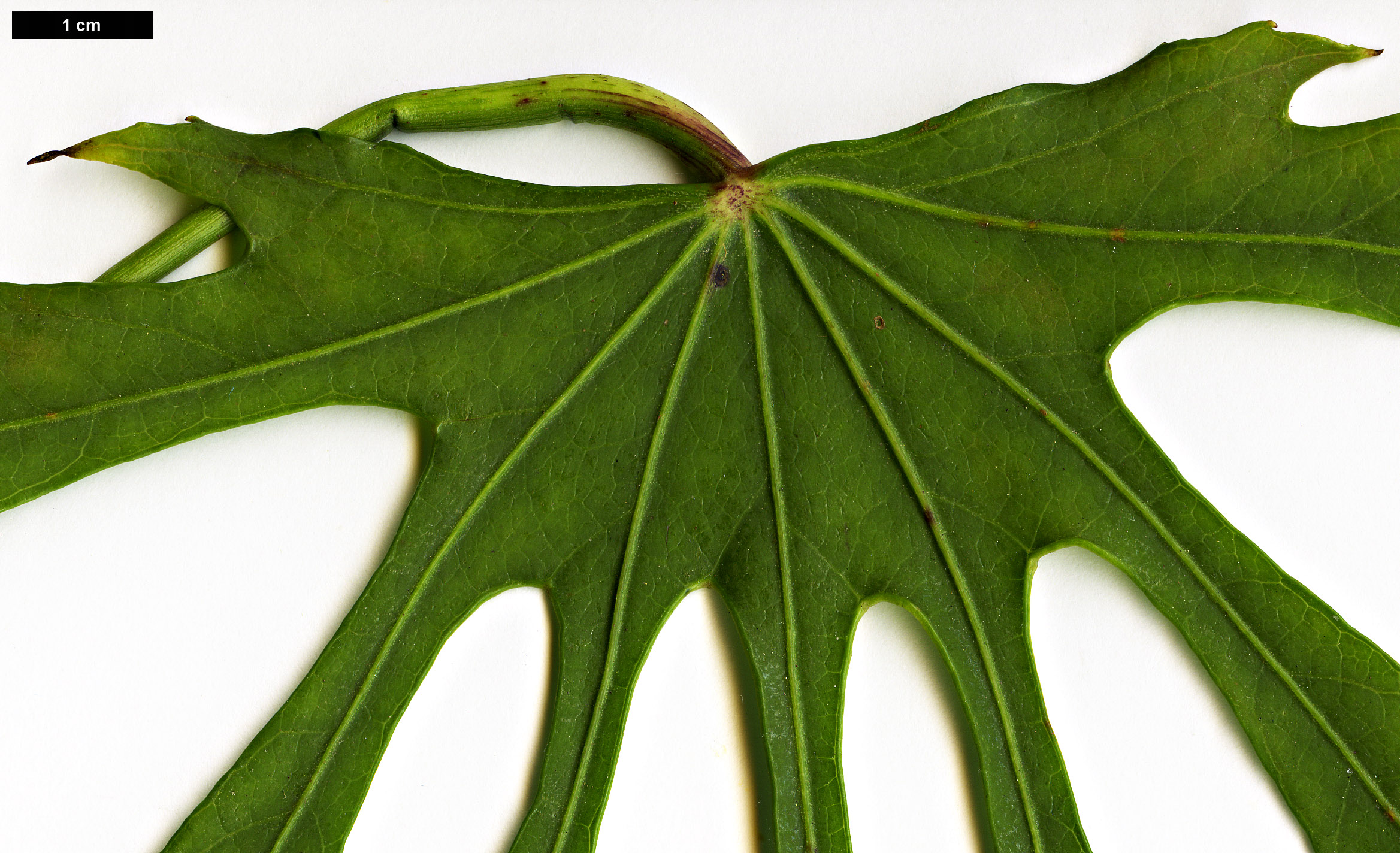 High resolution image: Family: Araliaceae - Genus: Fatsia - Taxon: polycarpa