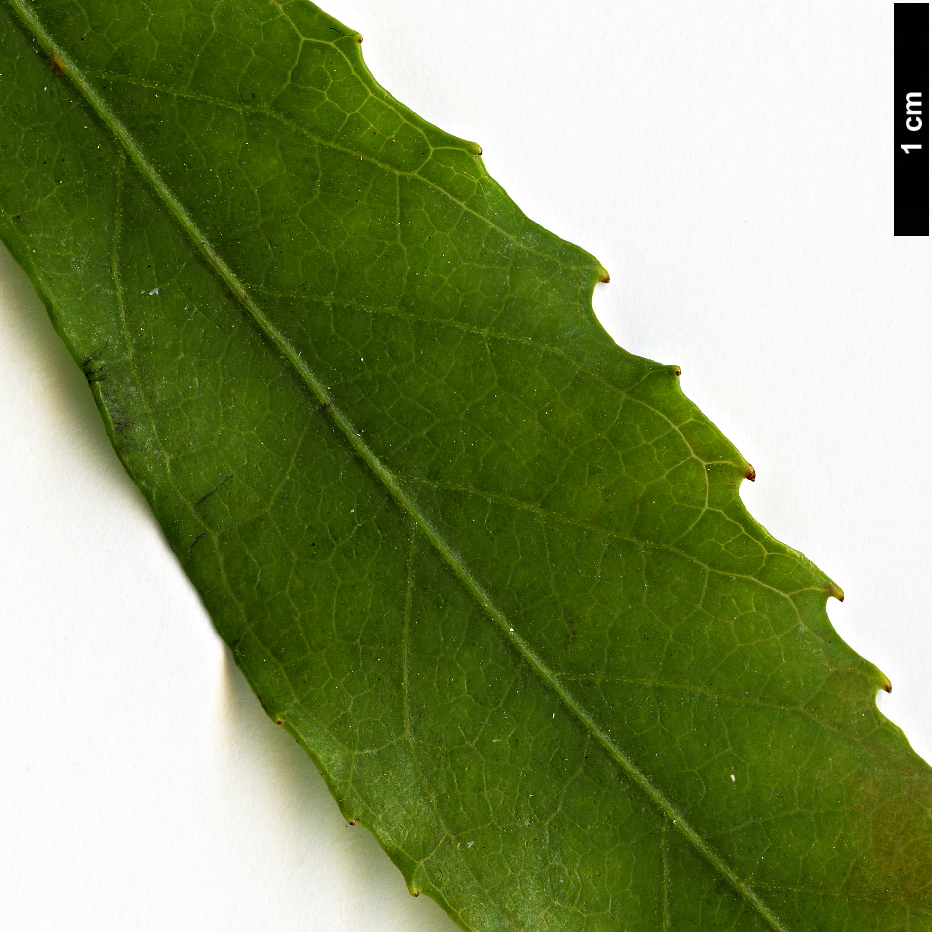 High resolution image: Family: Araliaceae - Genus: Fatsia - Taxon: polycarpa