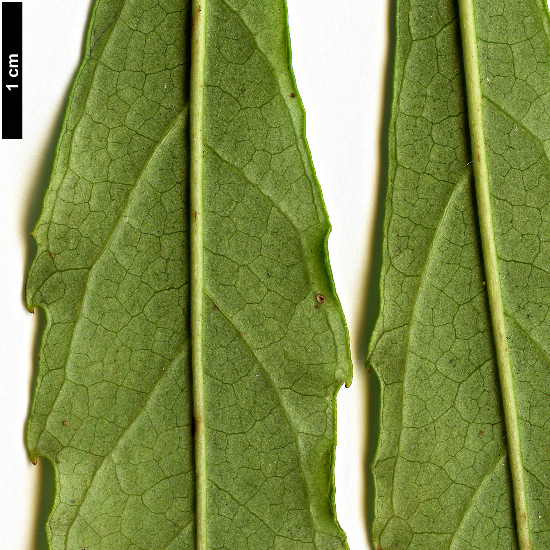 High resolution image: Family: Araliaceae - Genus: Fatsia - Taxon: polycarpa