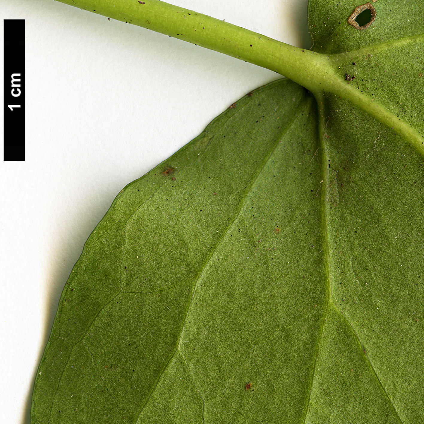 High resolution image: Family: Araliaceae - Genus: Hedera - Taxon: algeriensis