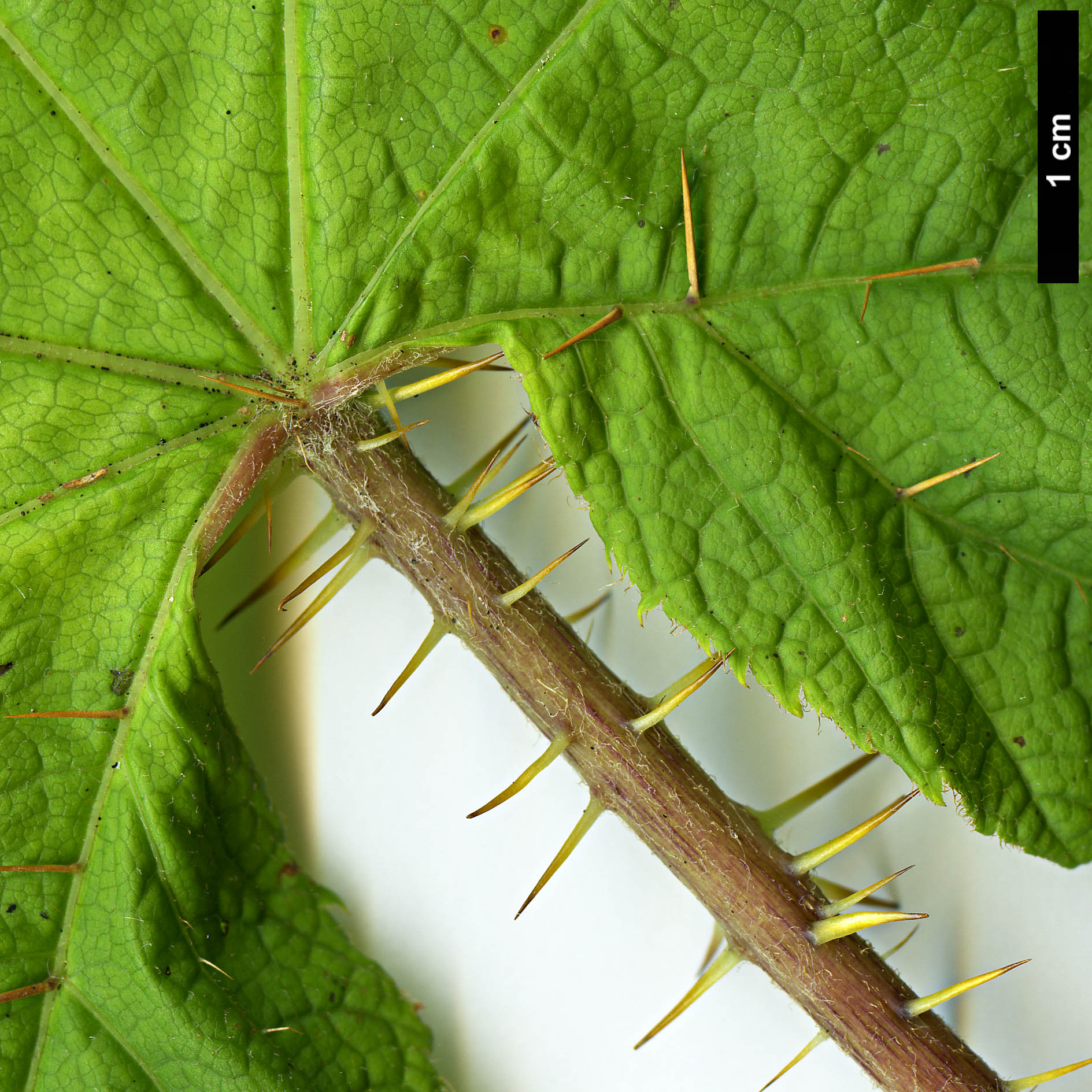 High resolution image: Family: Araliaceae - Genus: Oplopanax - Taxon: horridus