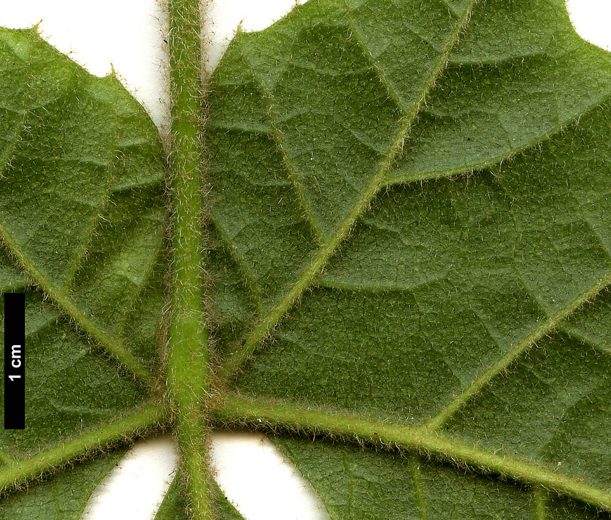 High resolution image: Family: Araliaceae - Genus: Oreopanax - Taxon: echinops