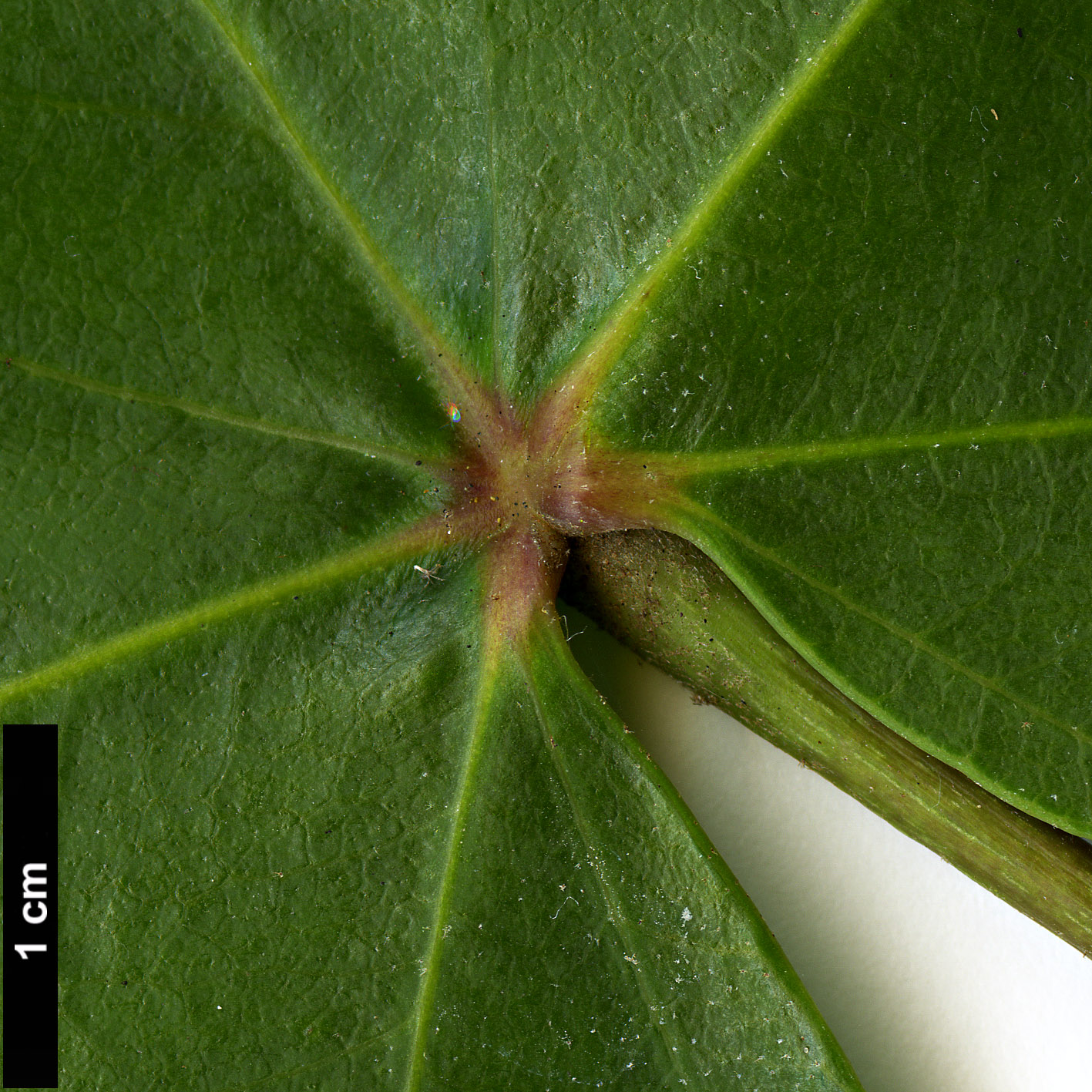 High resolution image: Family: Araliaceae - Genus: Oreopanax - Taxon: peltatus