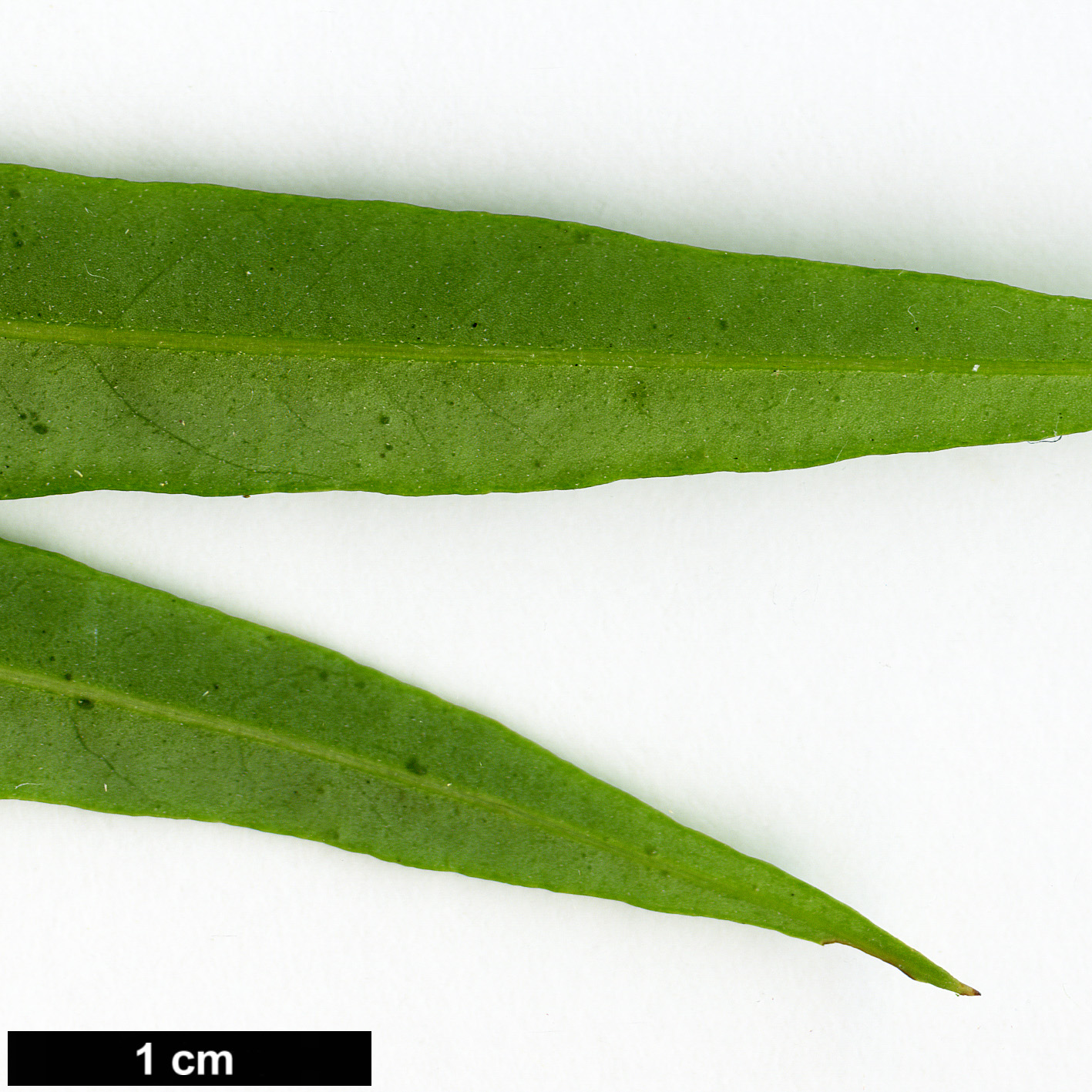 High resolution image: Family: Araliaceae - Genus: Schefflera - Taxon: bodinieri