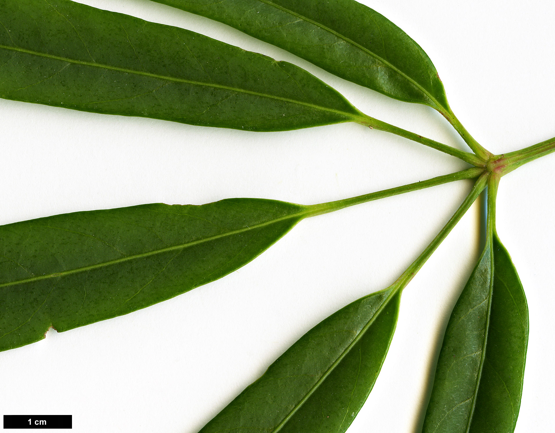 High resolution image: Family: Araliaceae - Genus: Schefflera - Taxon: bodinieri