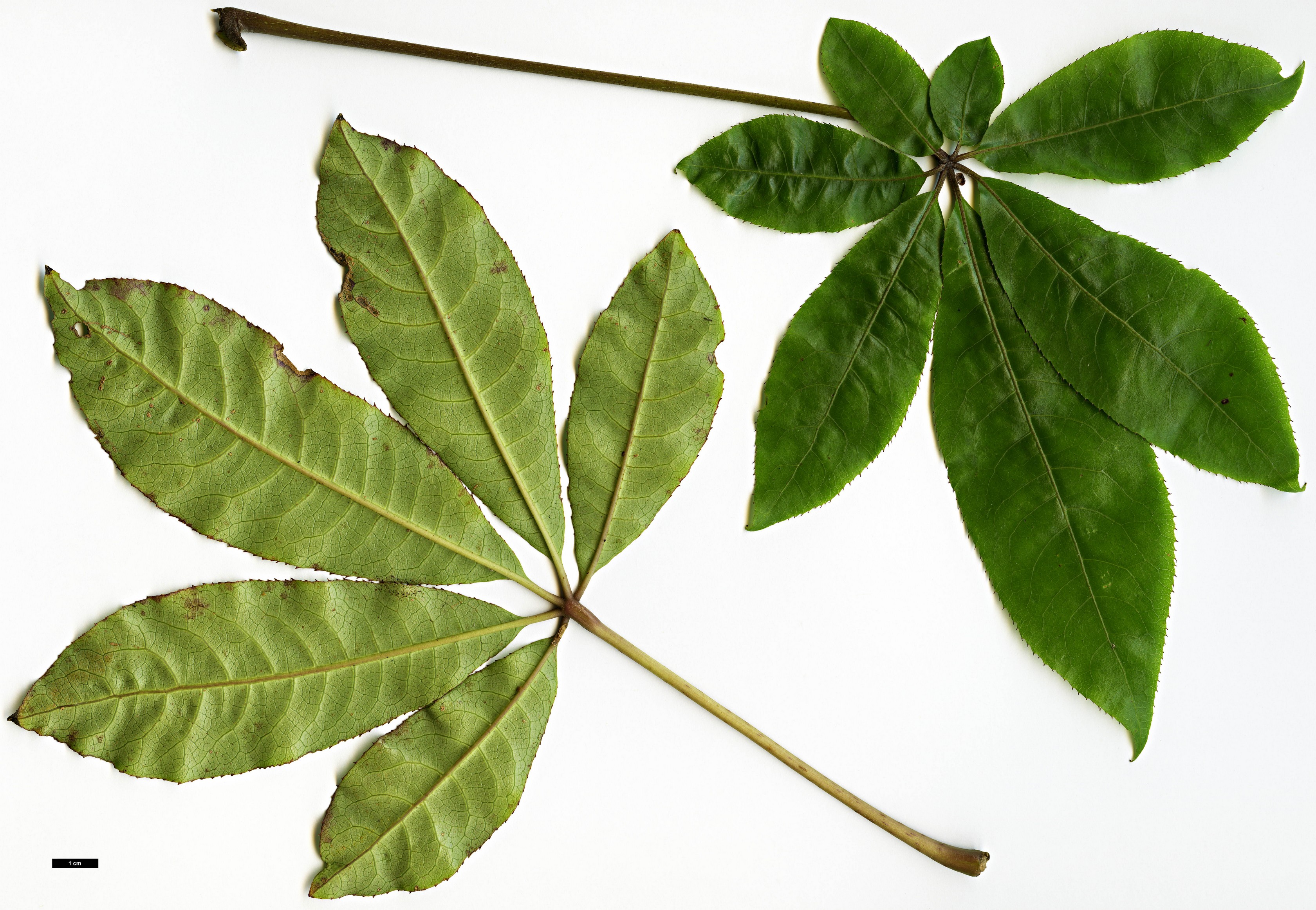 High resolution image: Family: Araliaceae - Genus: Schefflera - Taxon: digitata