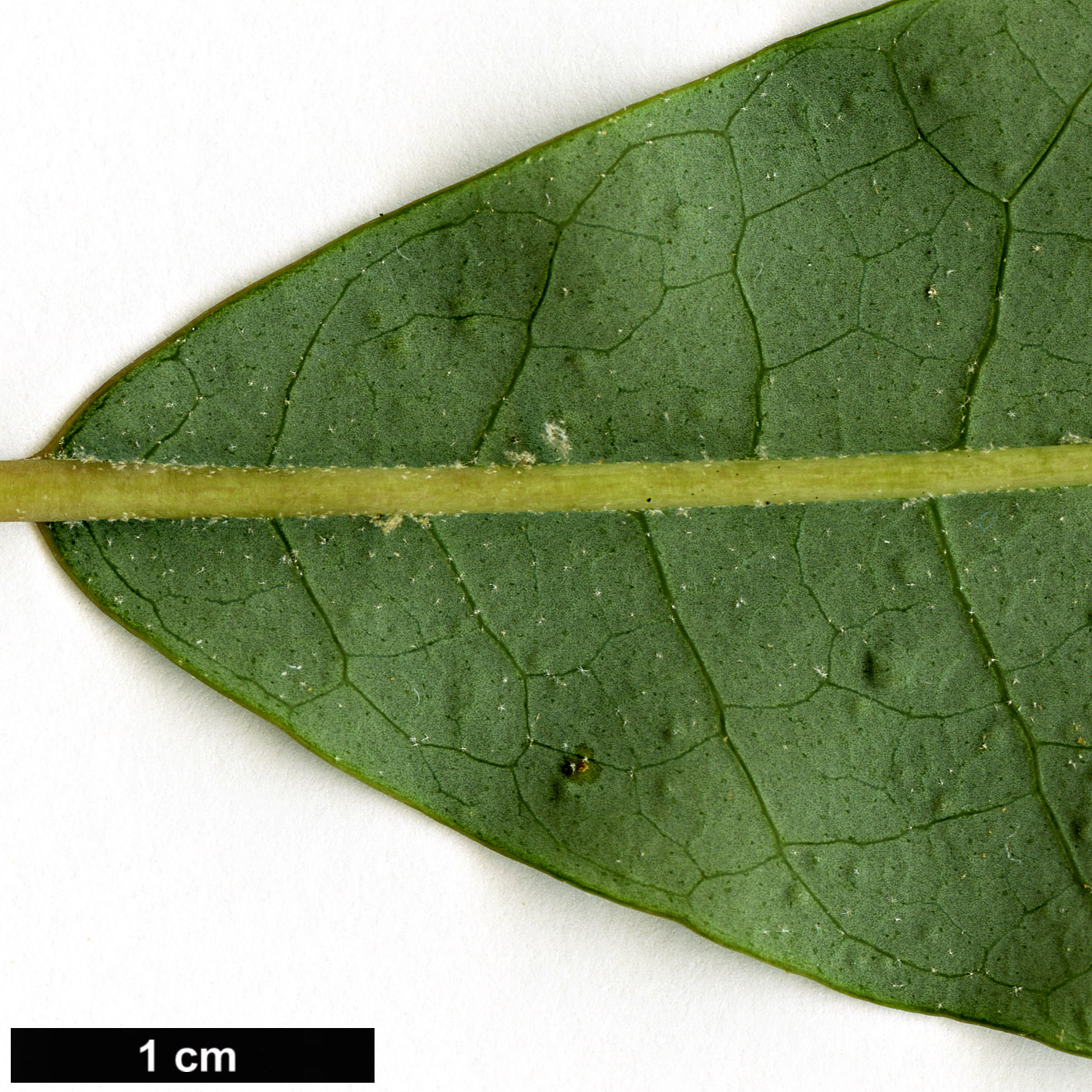 High resolution image: Family: Araliaceae - Genus: Schefflera - Taxon: enneaphylla