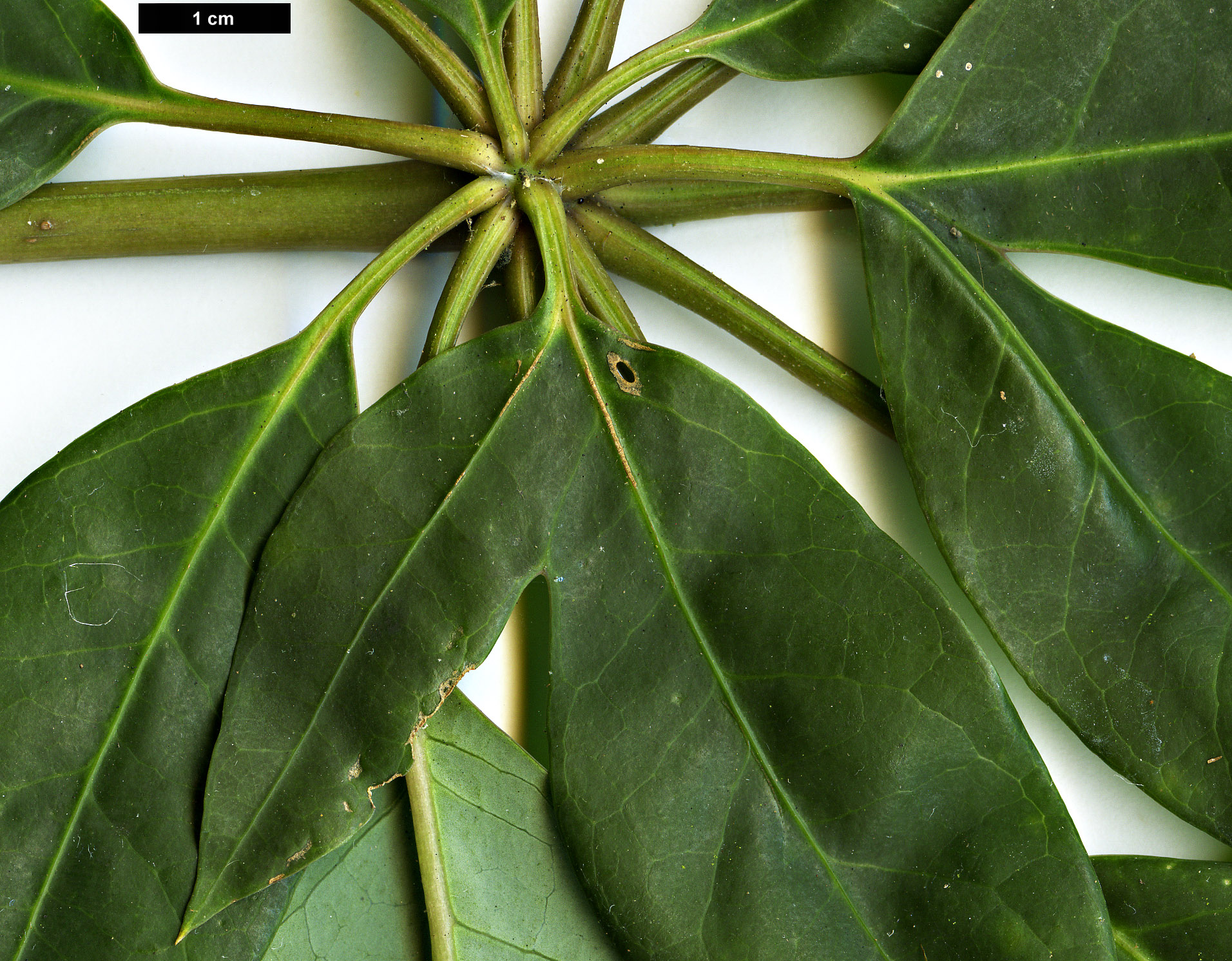 High resolution image: Family: Araliaceae - Genus: Schefflera - Taxon: fantsipanensis